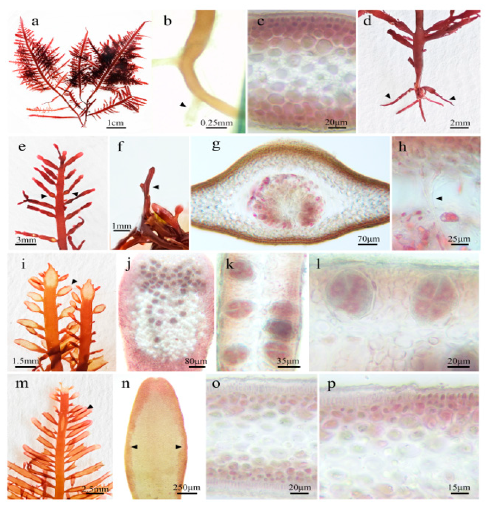 Marinedrugs 23 00011 g001