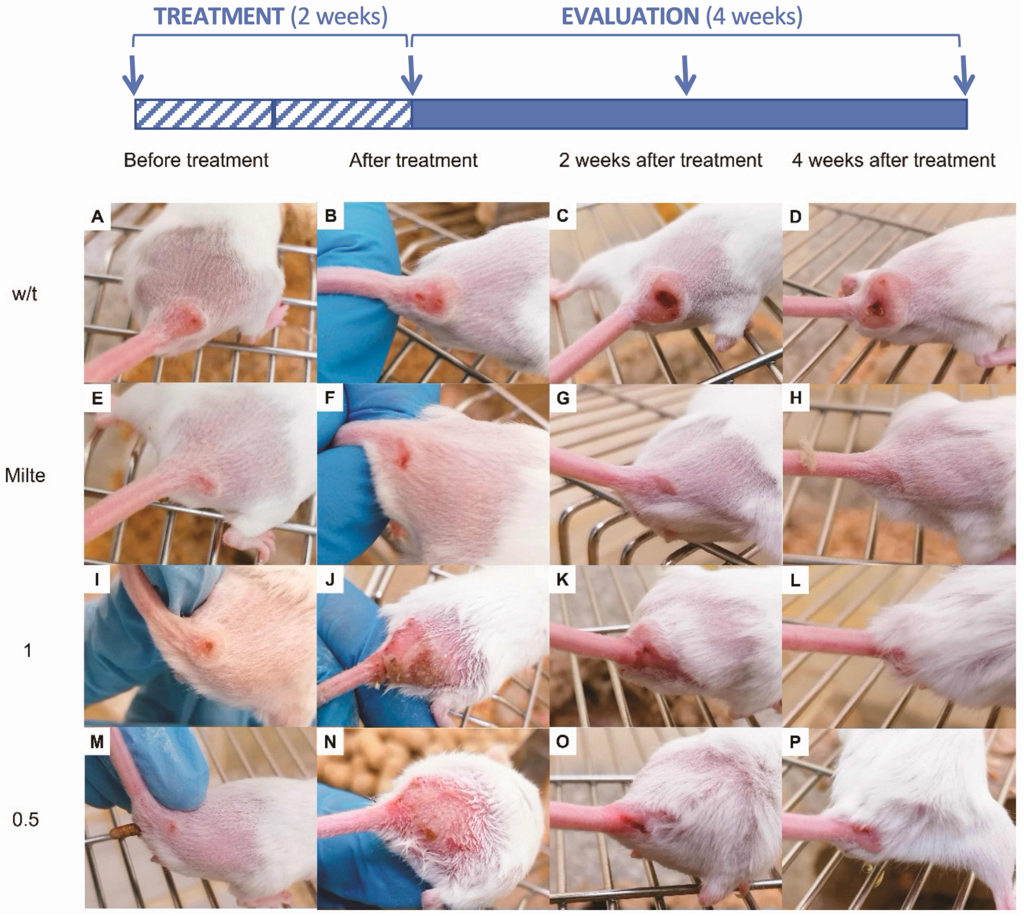 Marinedrugs 23 00013 g004