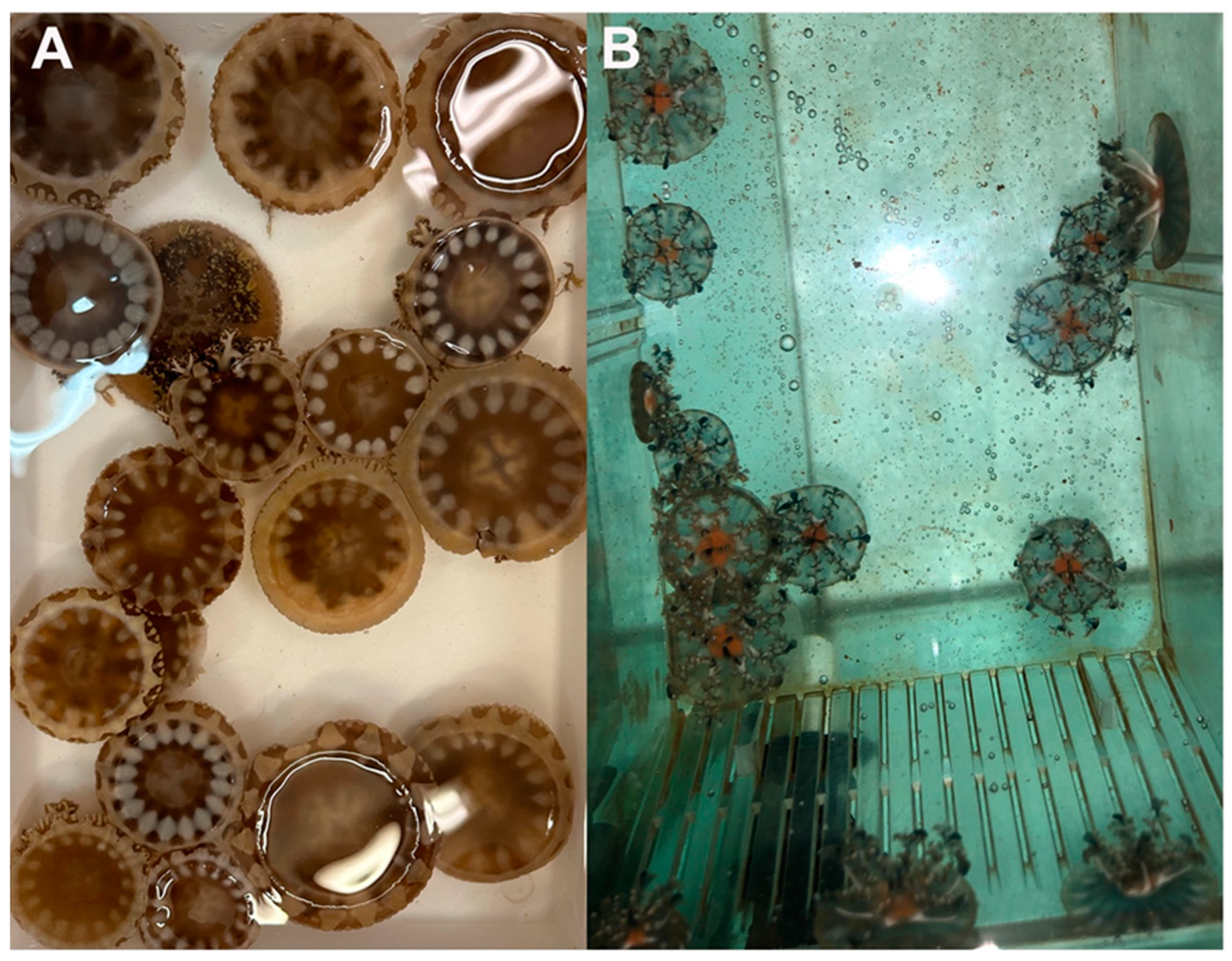 Marinedrugs 23 00019 g001