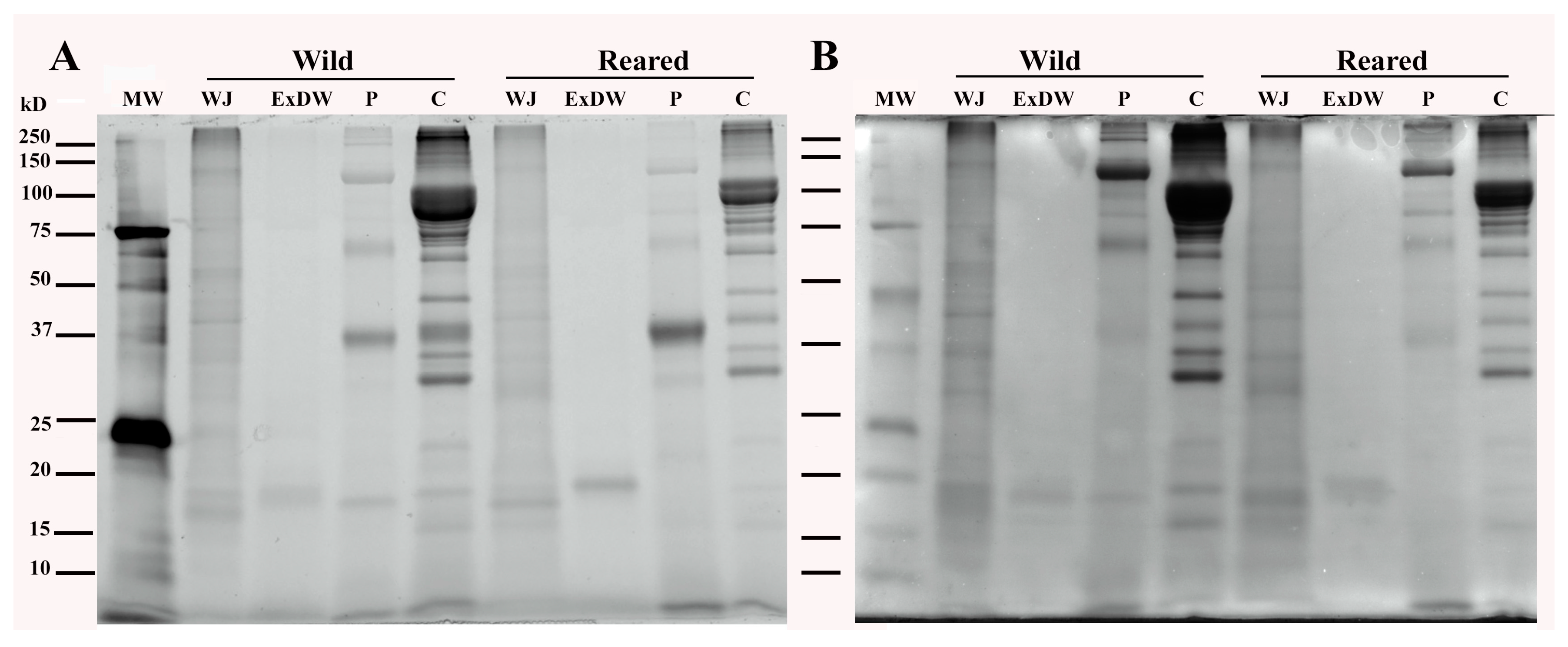 Marinedrugs 23 00019 g002