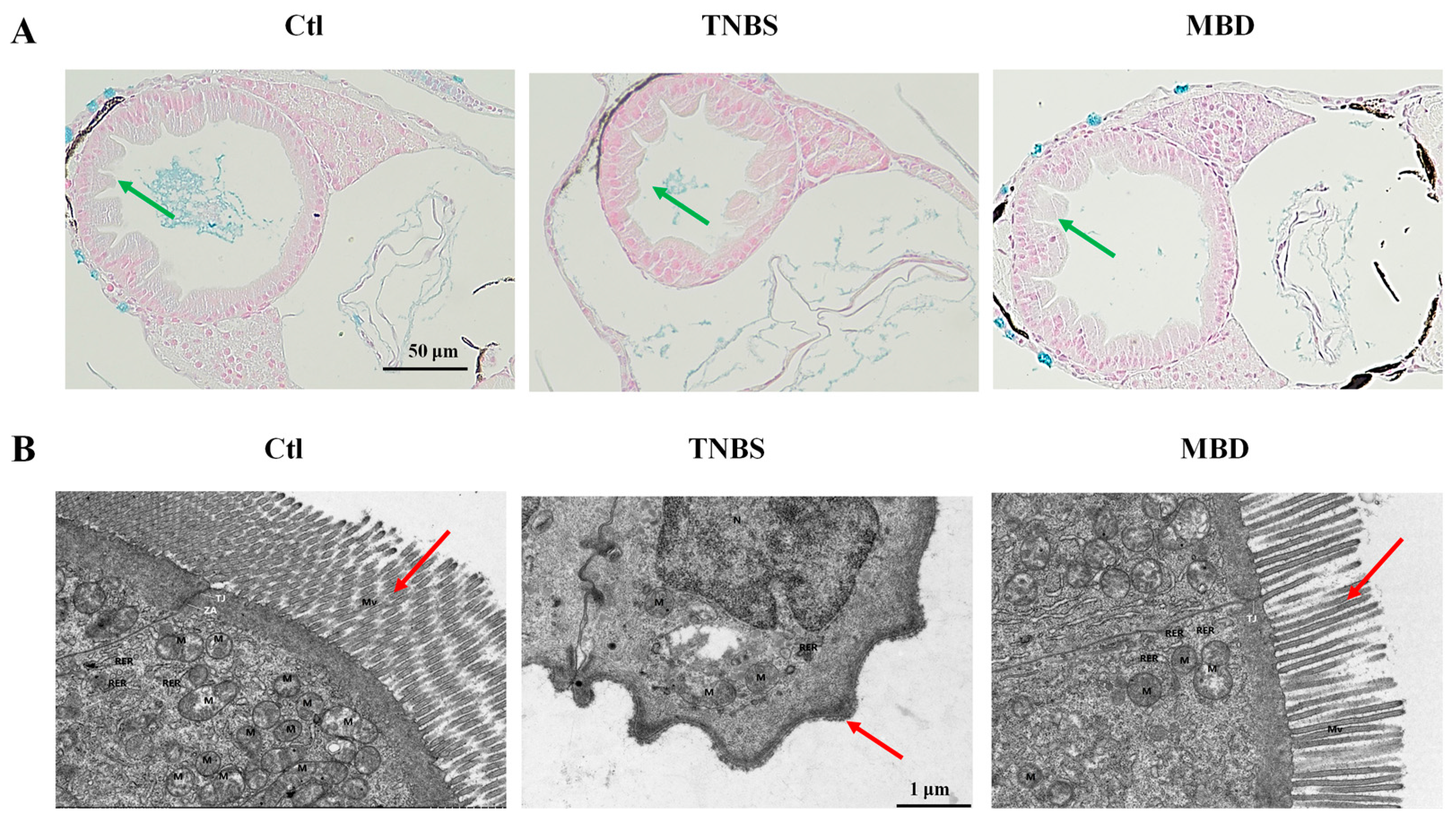 Marinedrugs 23 00047 g004