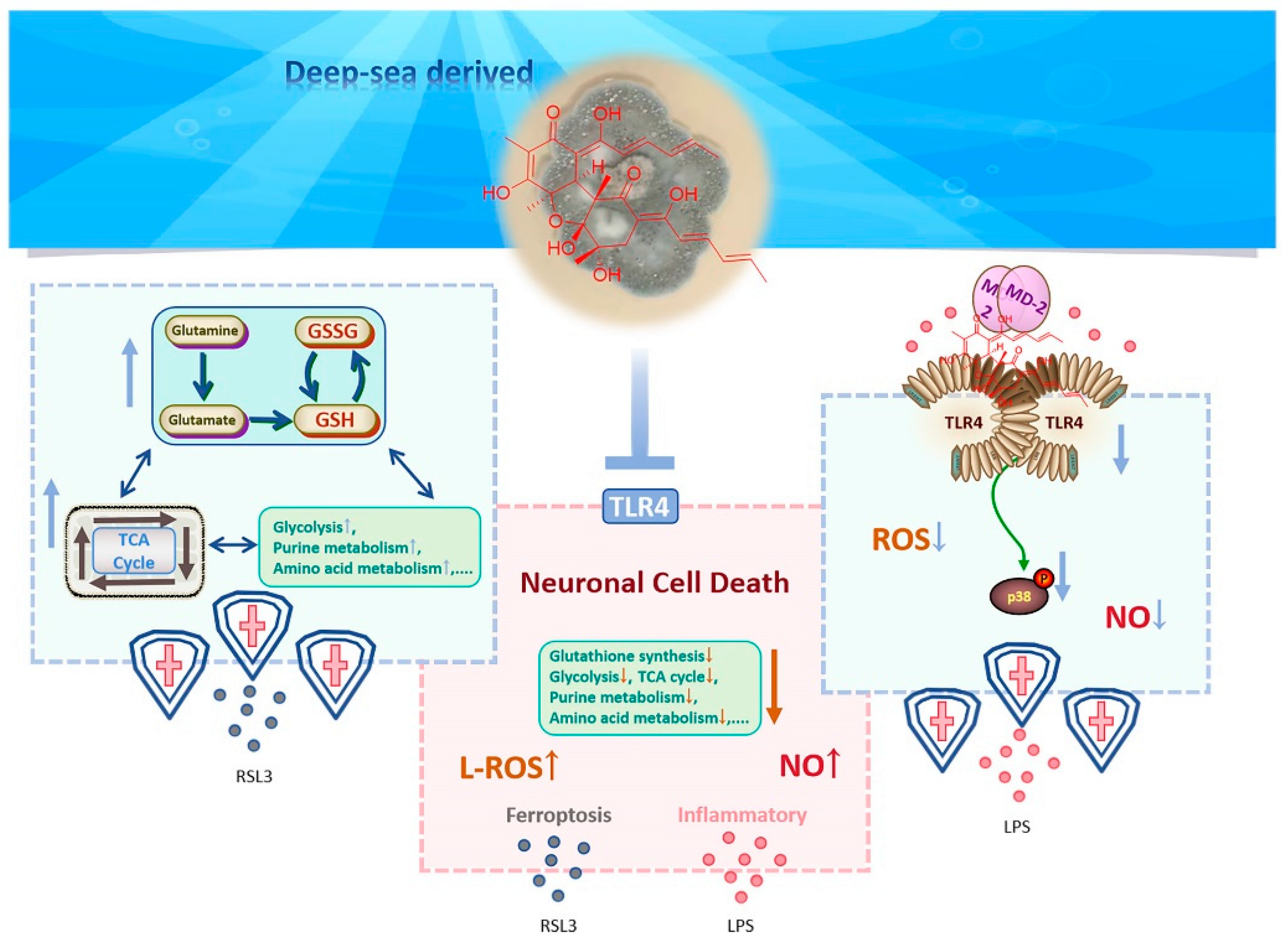 Marinedrugs 23 00049 g008