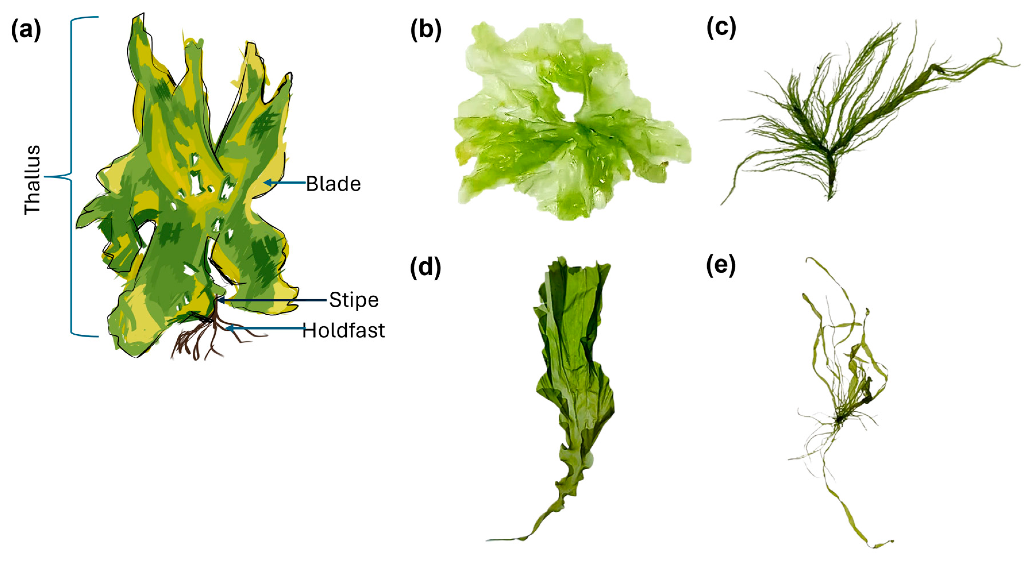 Marinedrugs 23 00056 g001