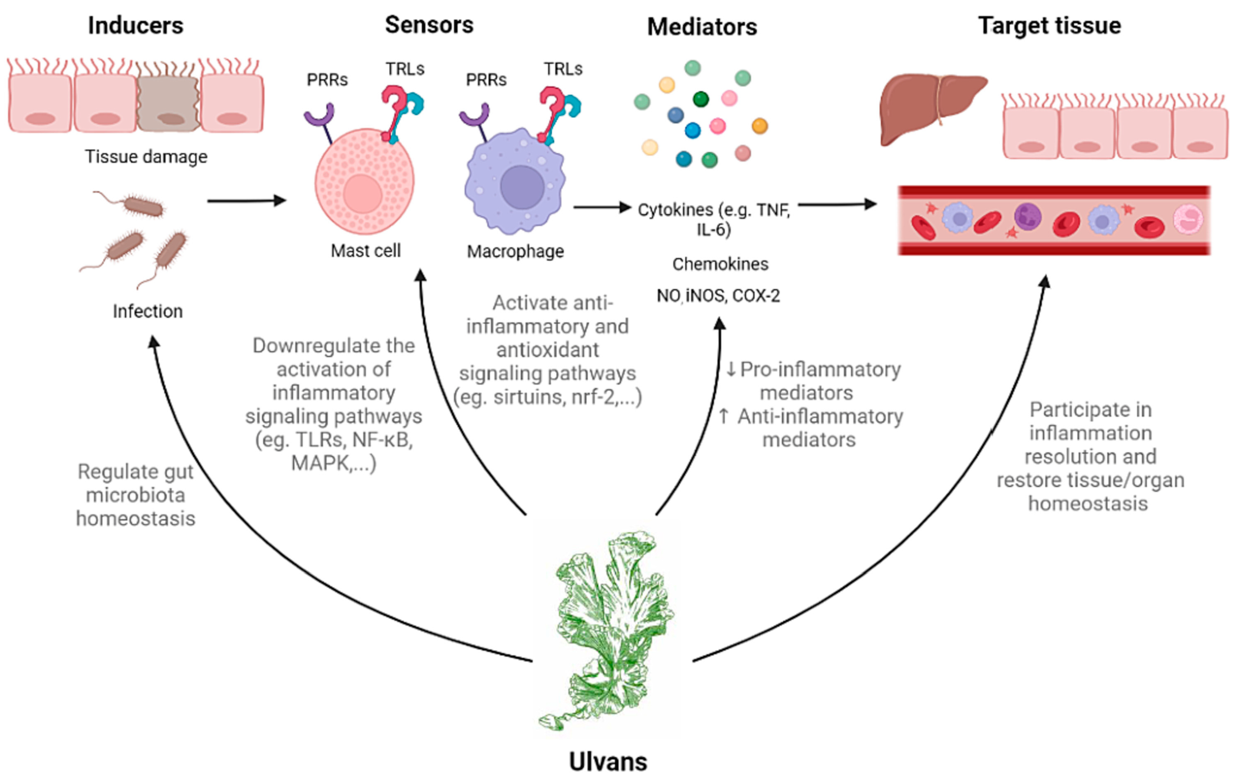 Marinedrugs 23 00056 g004