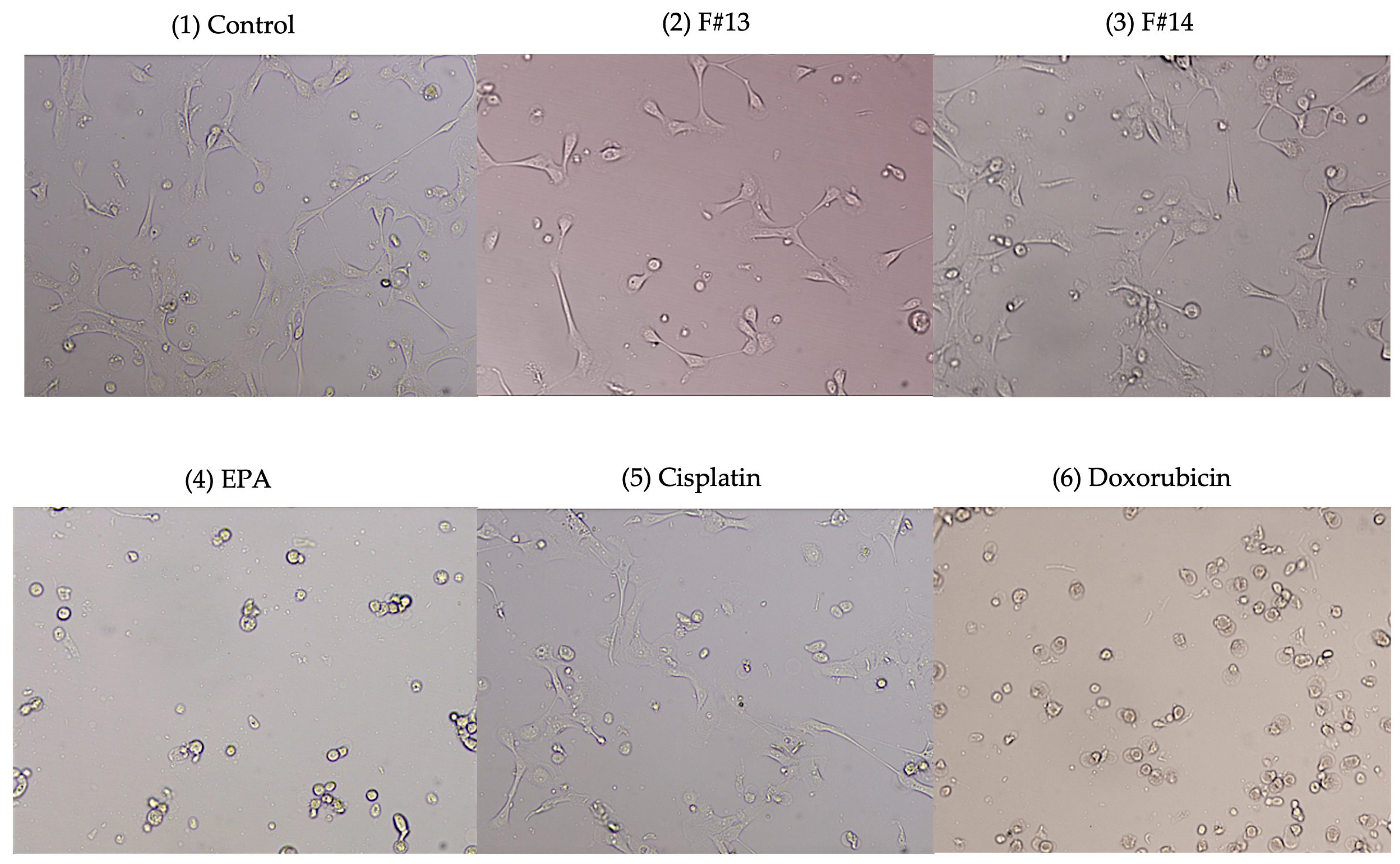 Marinedrugs 23 00059 g006