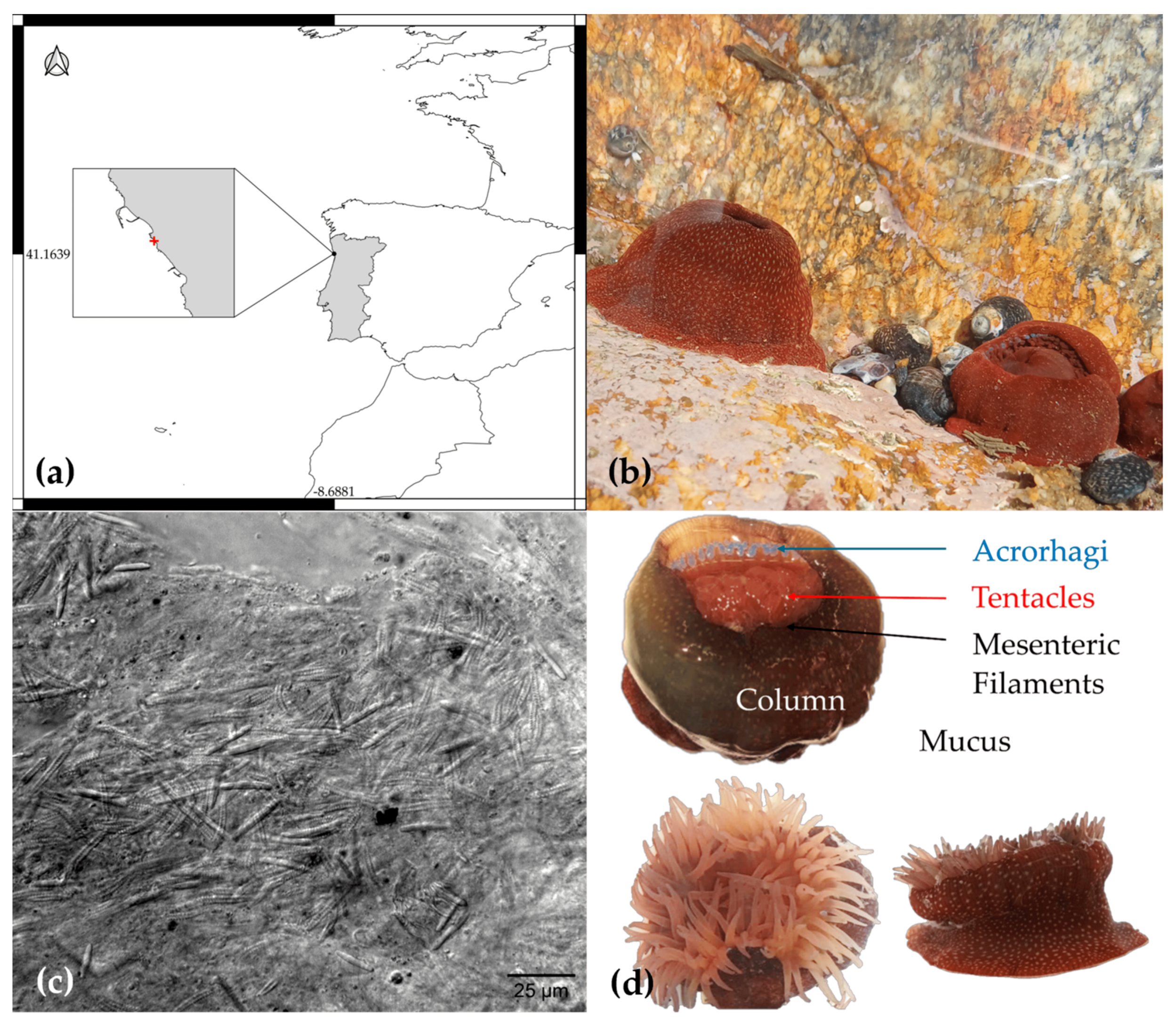 Marinedrugs 23 00079 g002