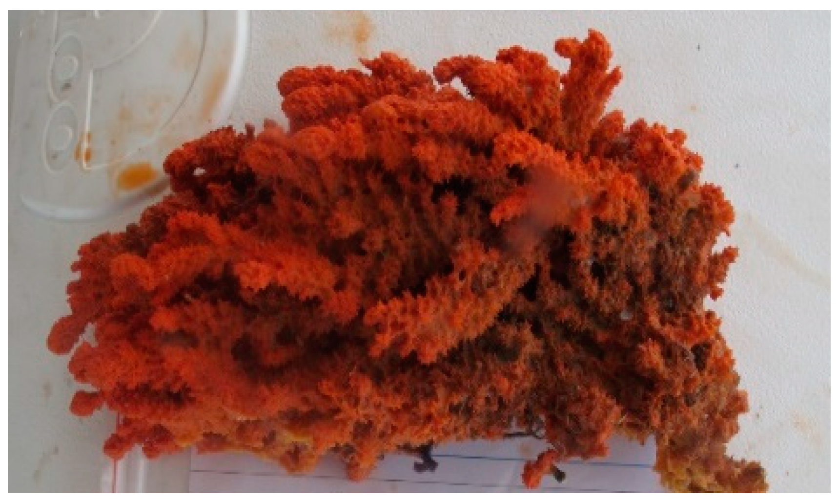 Marinedrugs 23 00080 g004