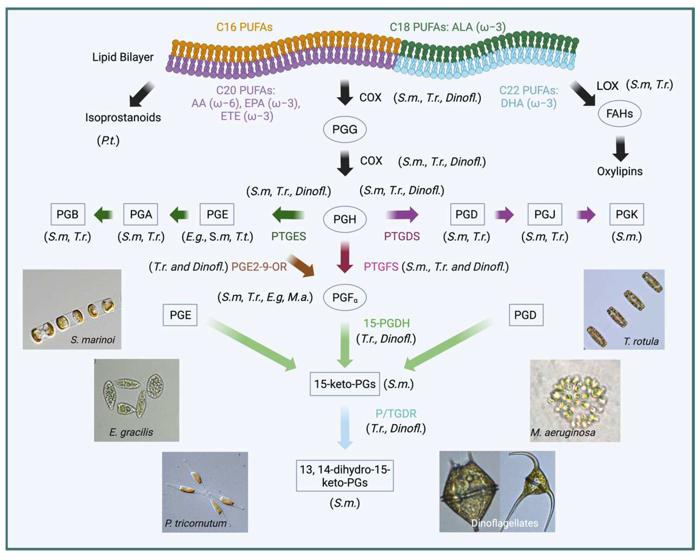 Marinedrugs 23 00086 g003
