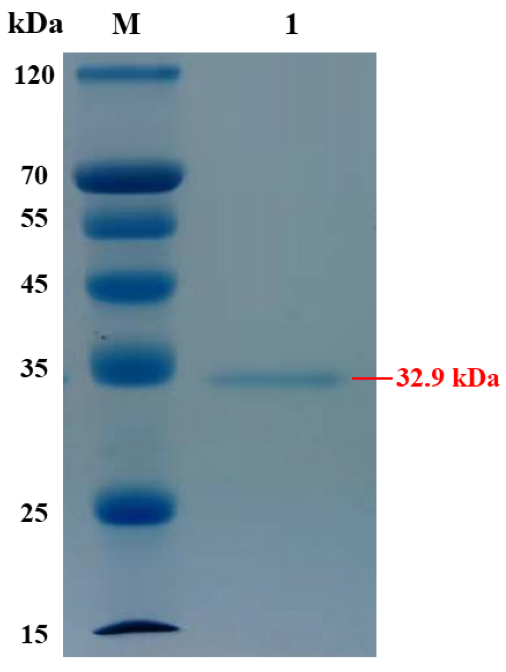 Marinedrugs 23 00124 g003 Marinedrugs 23 00124 g003