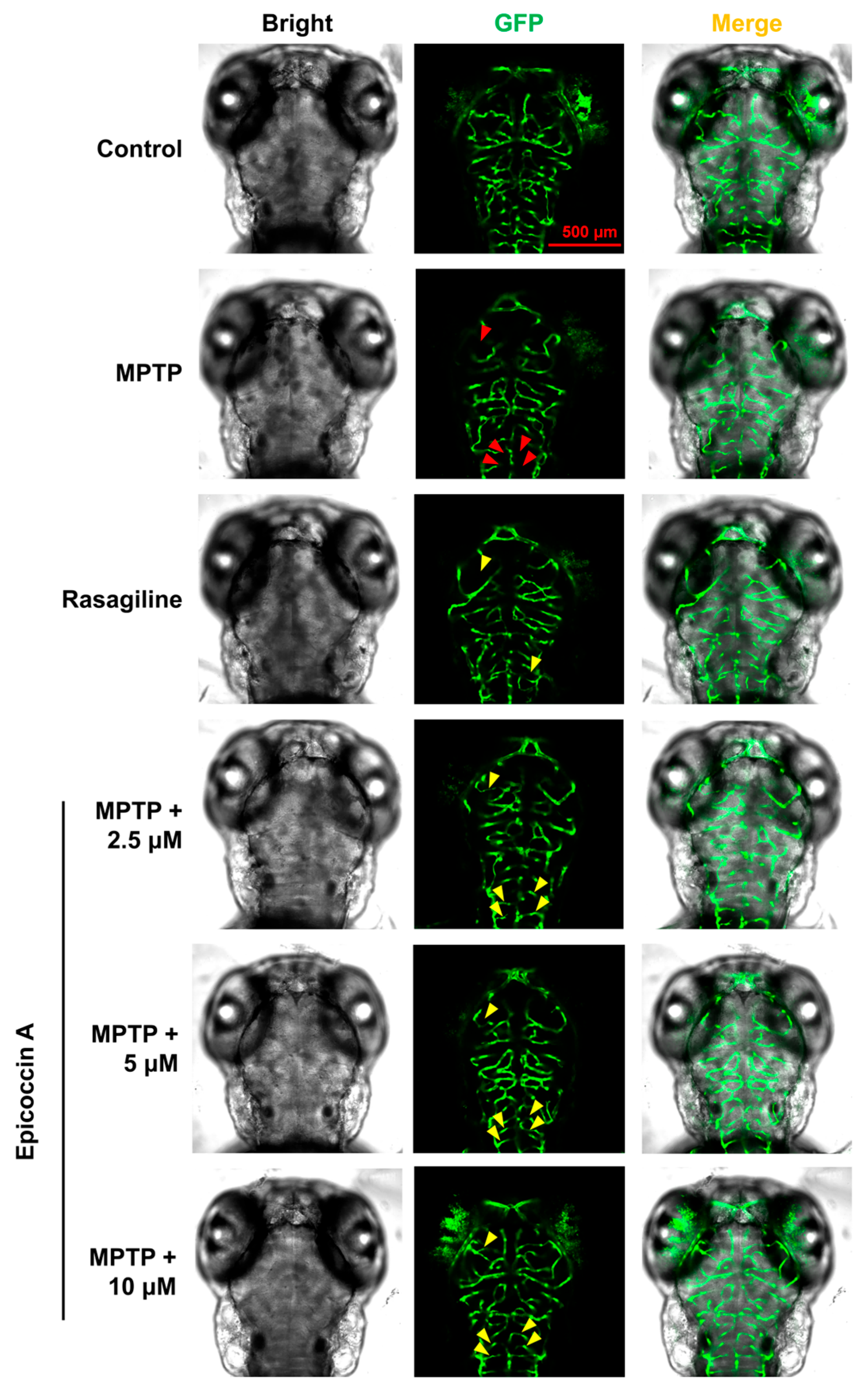 Marinedrugs 23 00175 g004