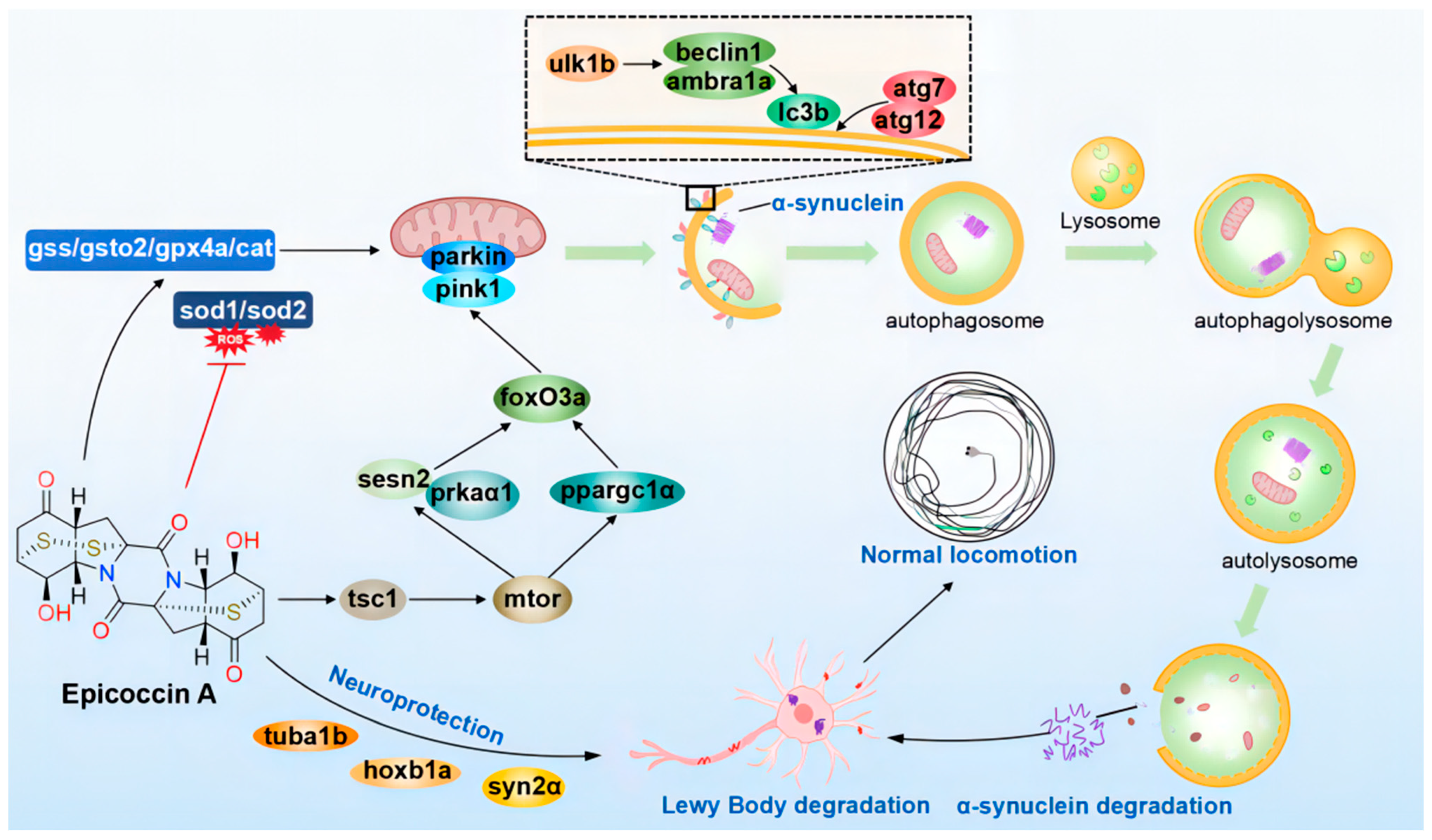 Marinedrugs 23 00175 g012