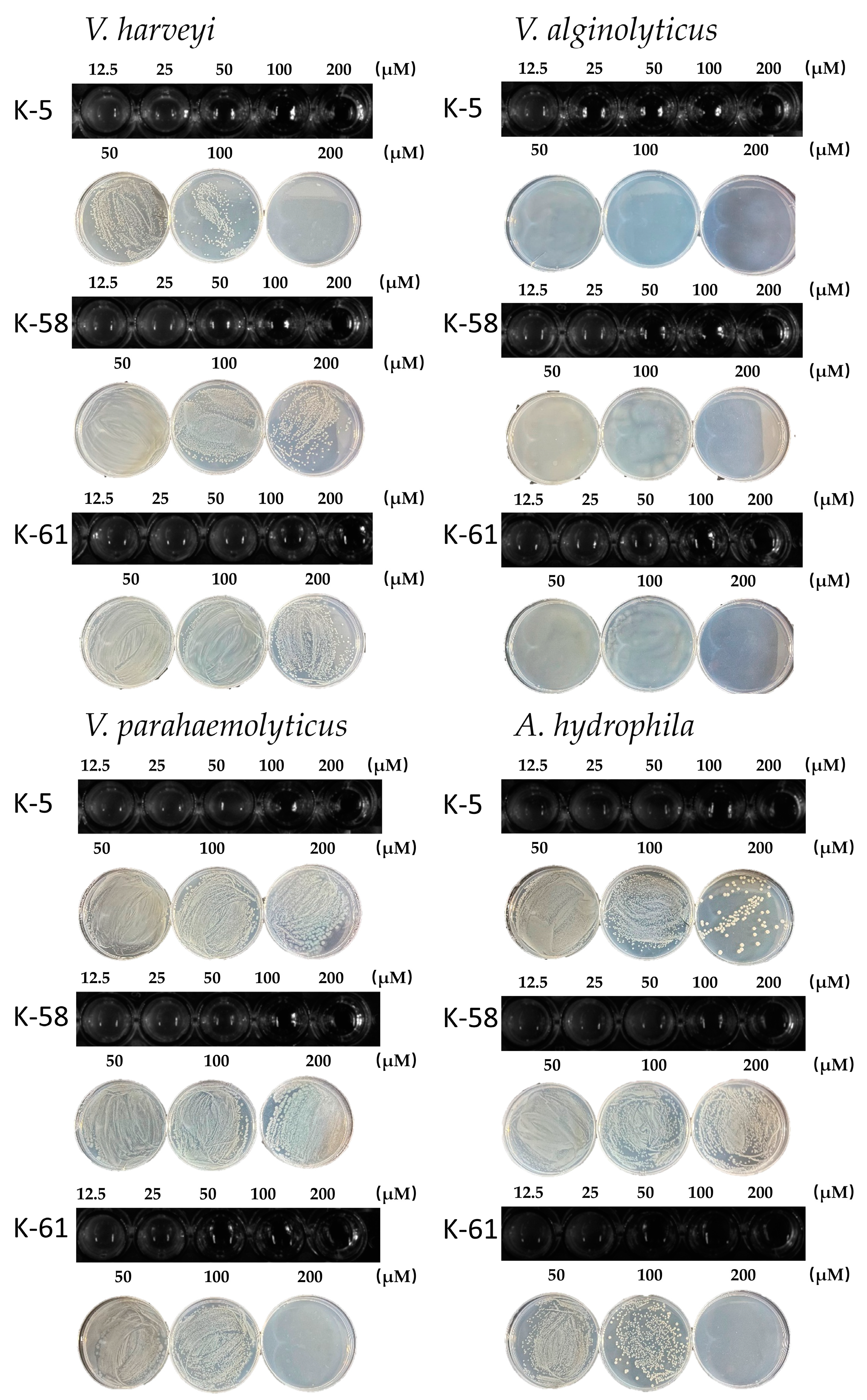 Marinedrugs 23 00178 g004