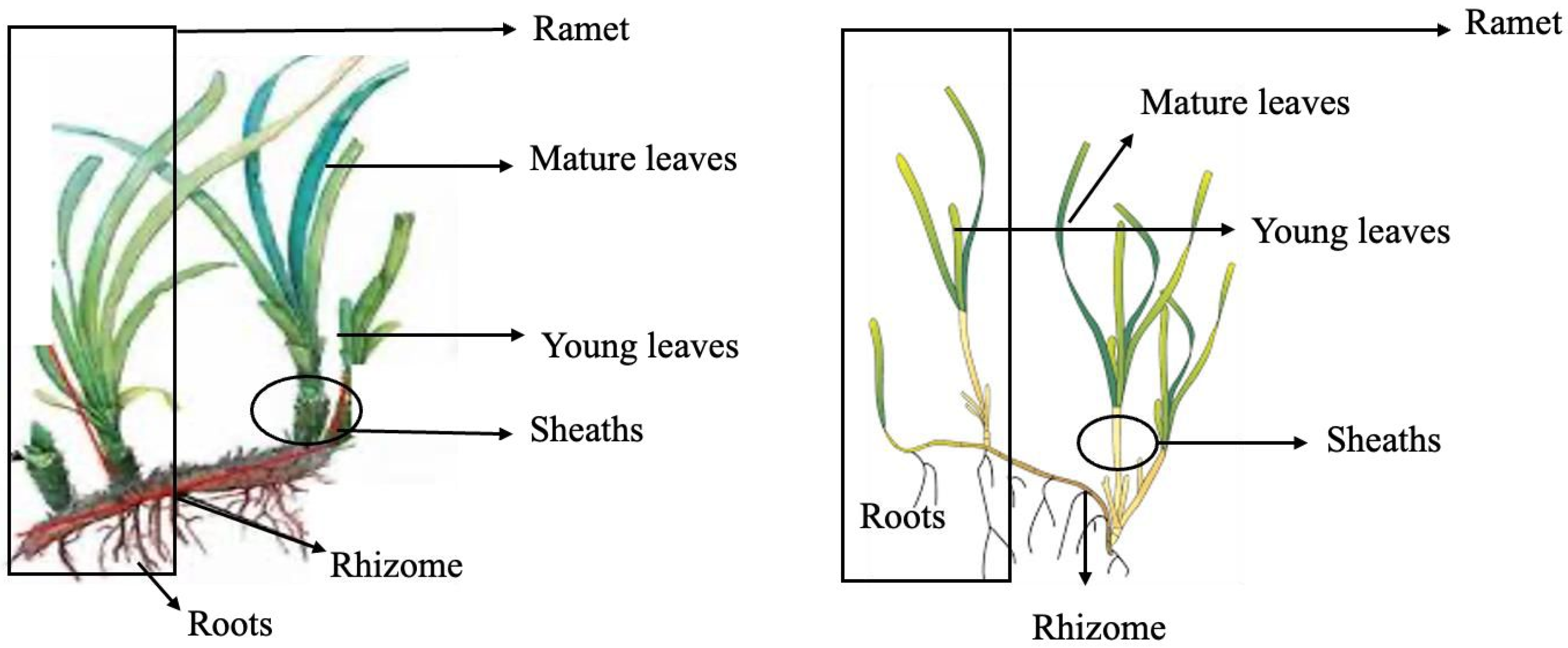 Marinedrugs 23 00193 g004 Marinedrugs 23 00193 g004