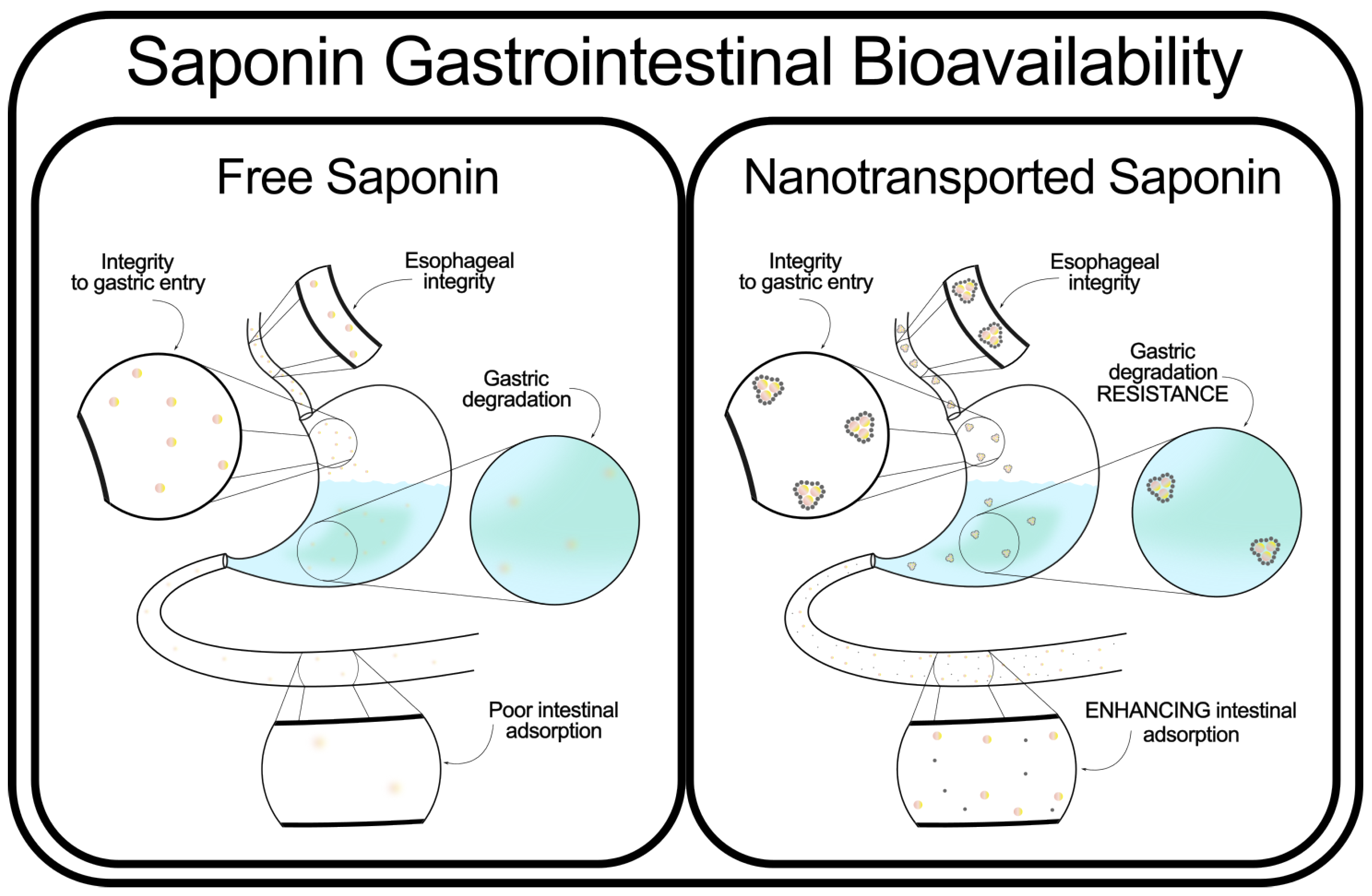 Marinedrugs 23 00227 g003