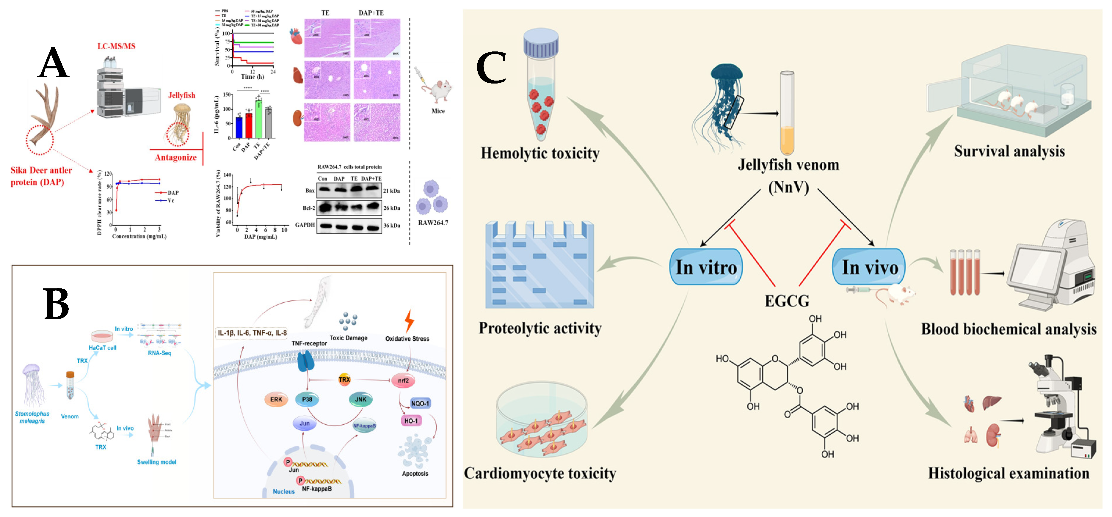 Marinedrugs 23 00231 g004 Marinedrugs 23 00231 g004
