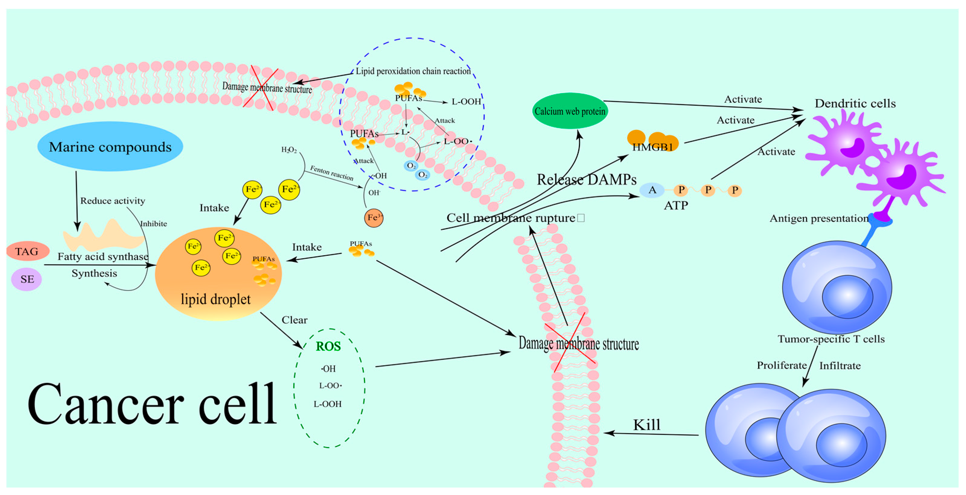 Marinedrugs 23 00258 g005