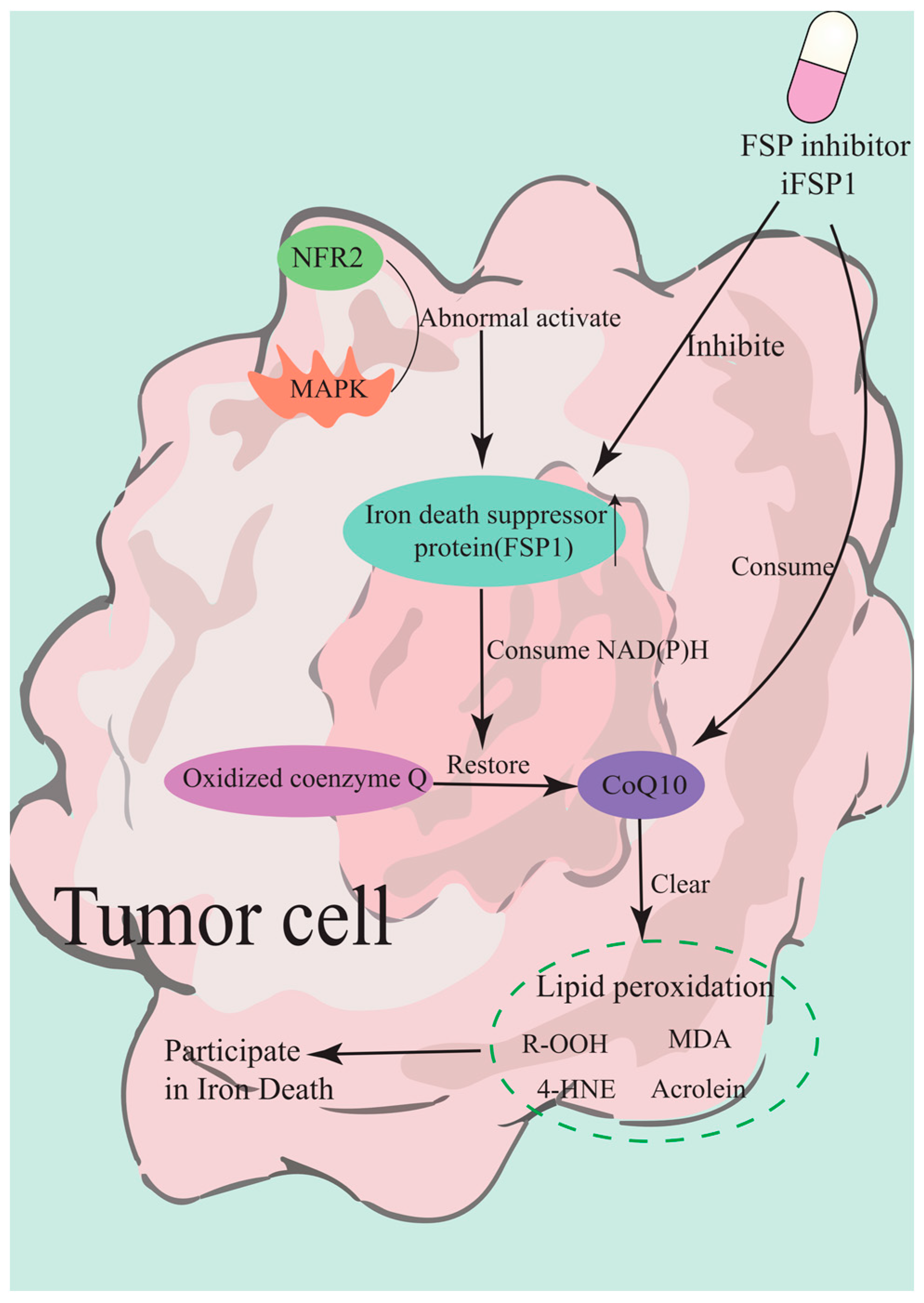 Marinedrugs 23 00258 g006