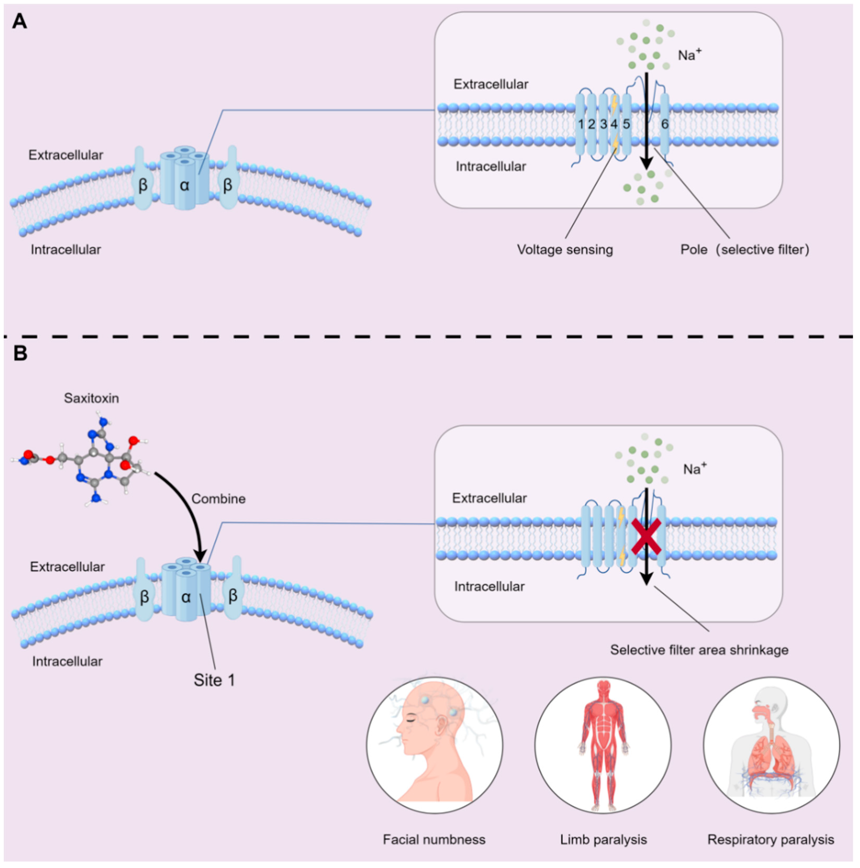 Marinedrugs 23 00277 g002