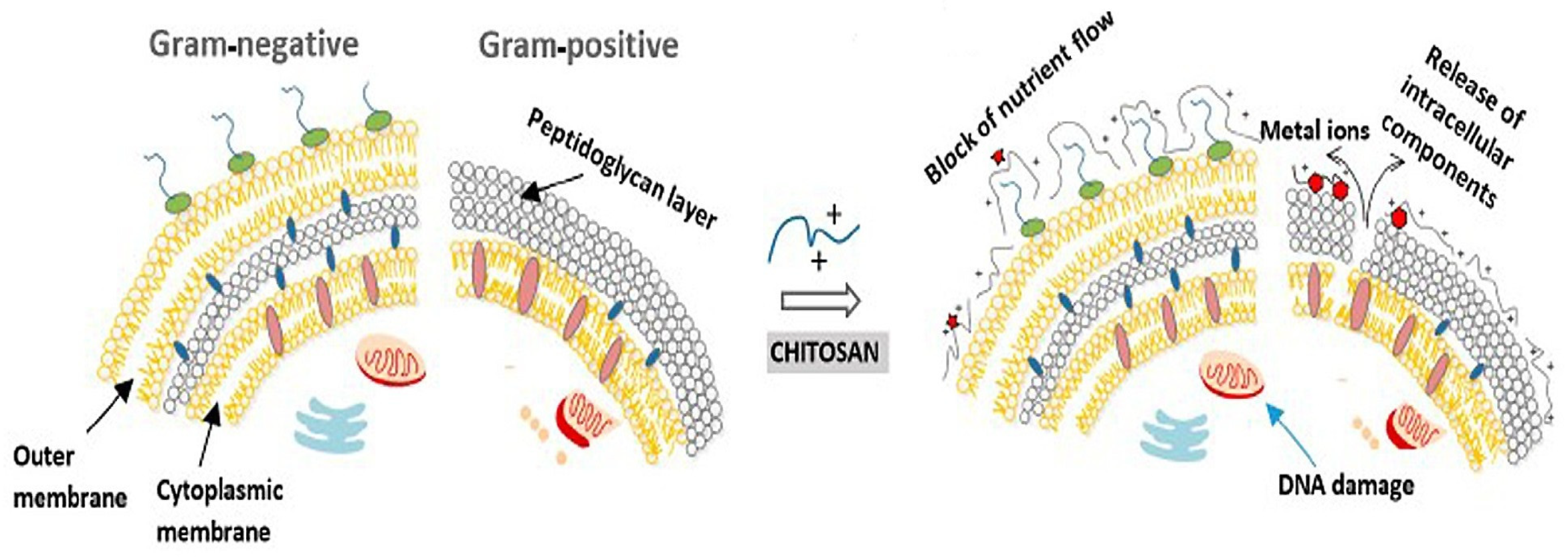 Marinedrugs 23 00321 g016