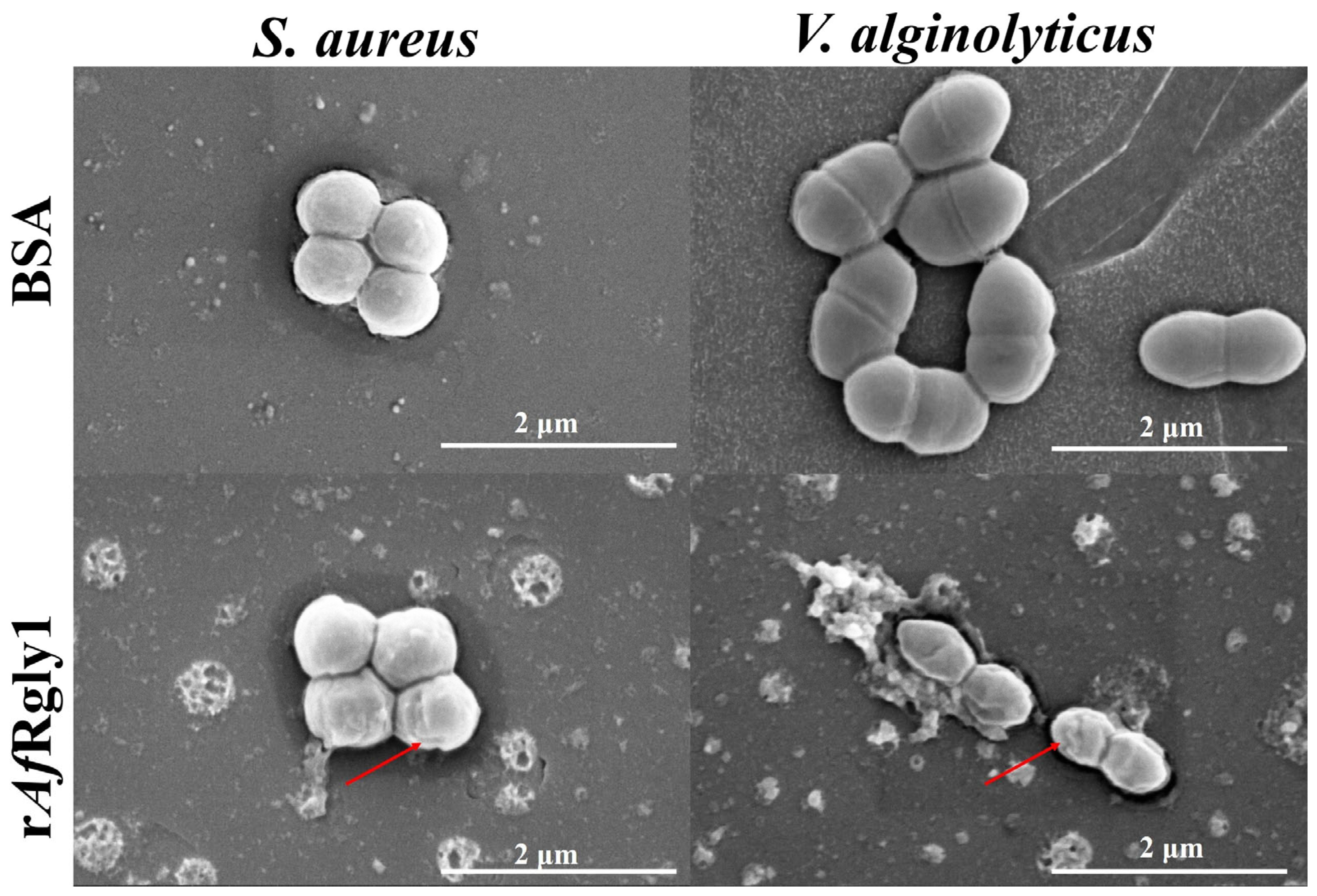 Marinedrugs 23 00330 g007