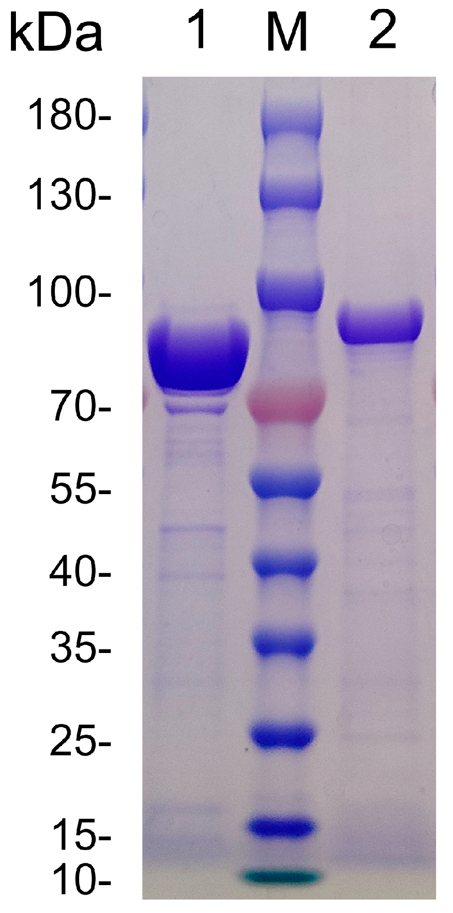 Marinedrugs 23 00334 g005 Marinedrugs 23 00334 g005