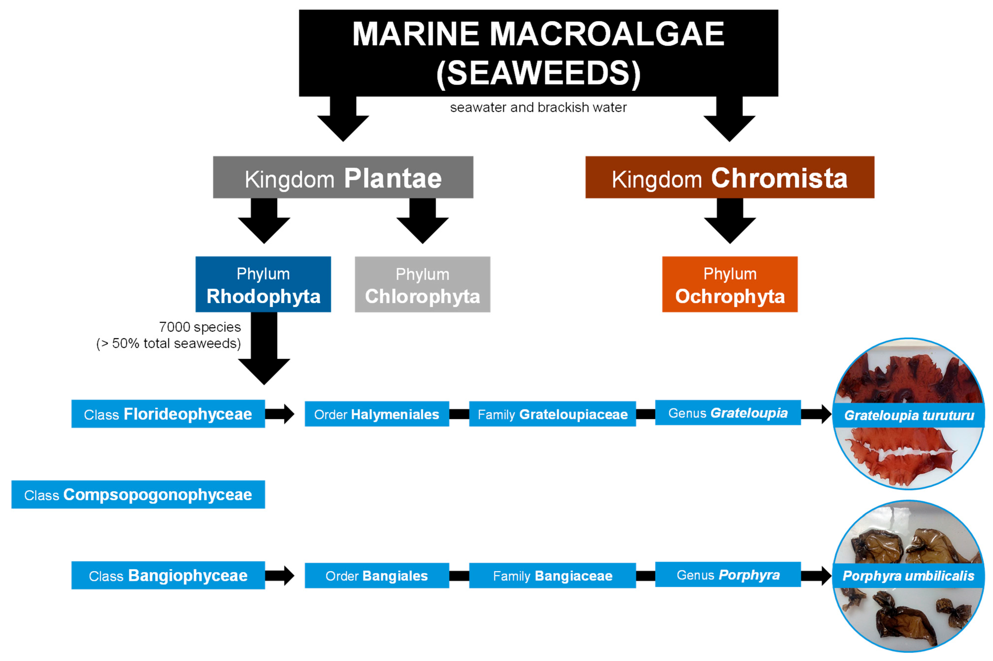 Marinedrugs 23 00347 g001 Marinedrugs 23 00347 g001