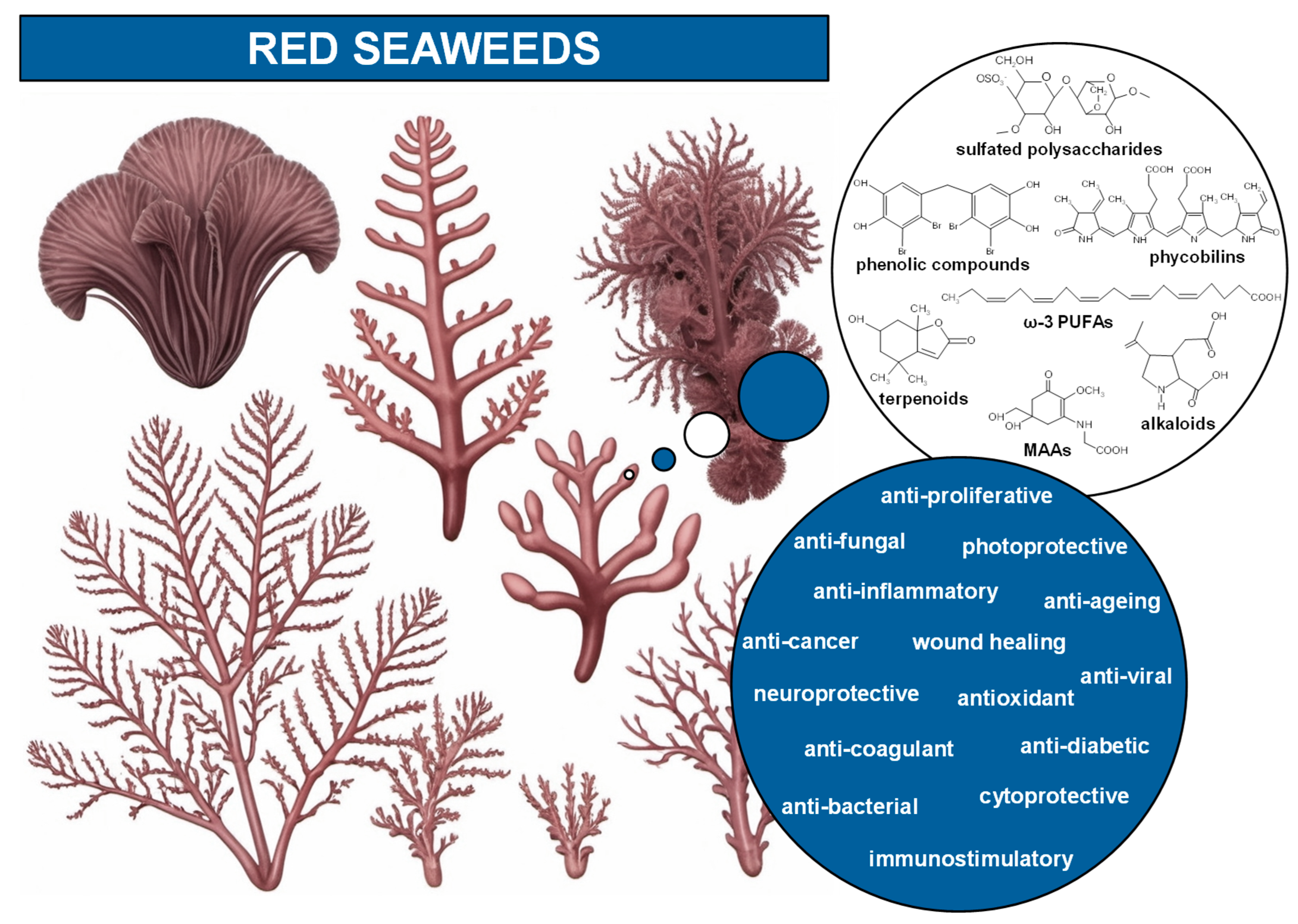 Marinedrugs 23 00347 g002 Marinedrugs 23 00347 g002