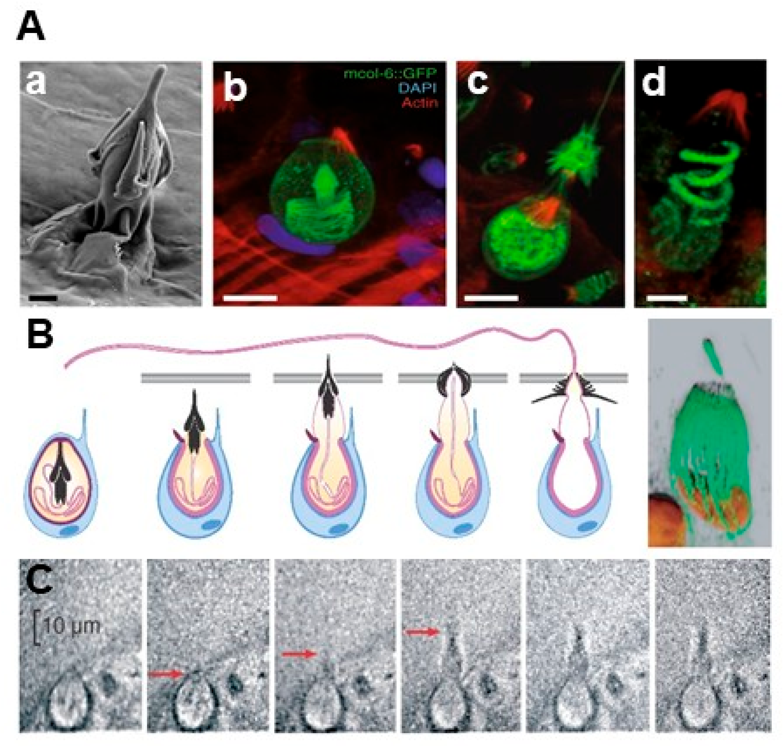 Marinedrugs 23 00369 g002