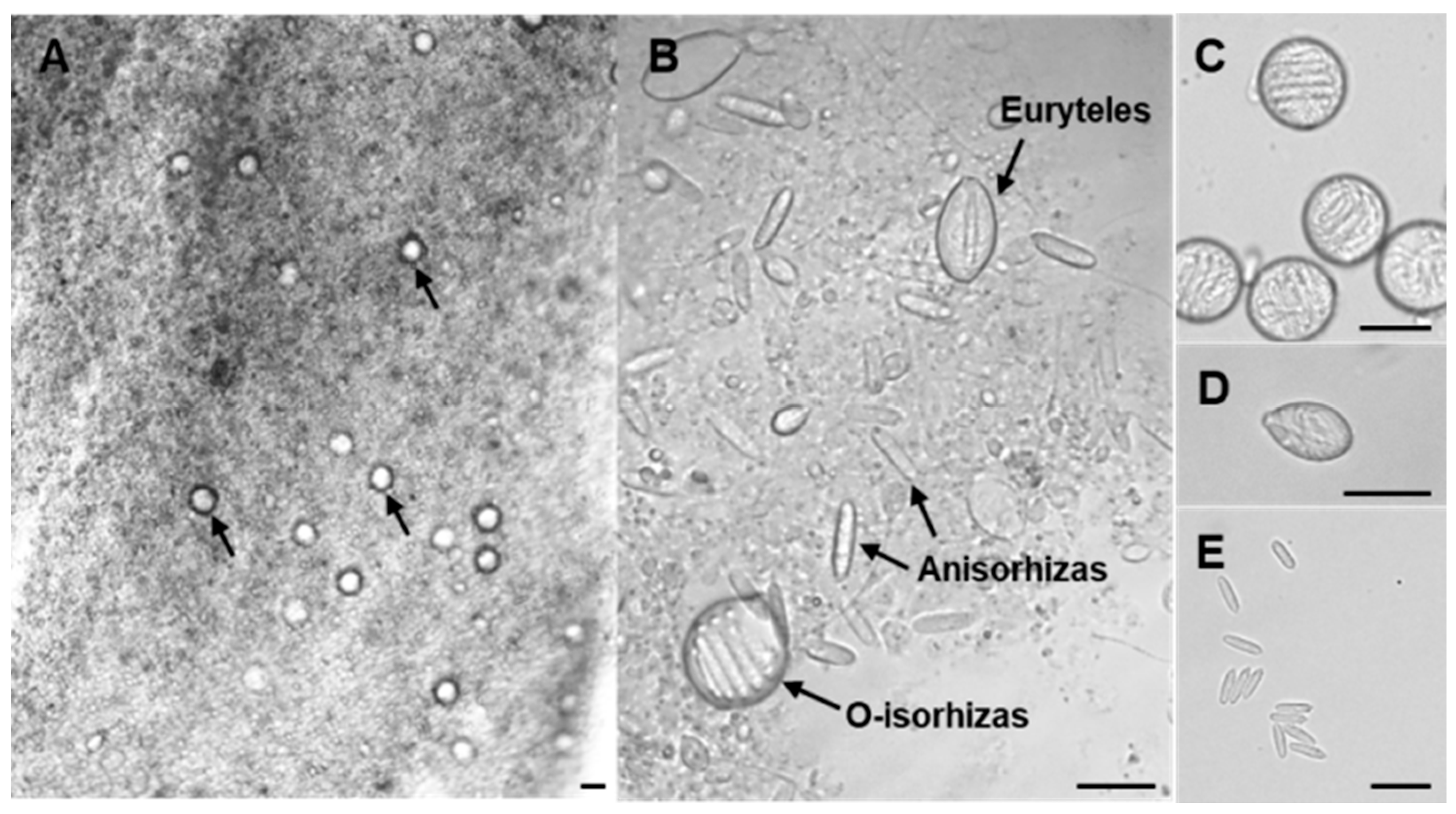 Marinedrugs 23 00421 g001