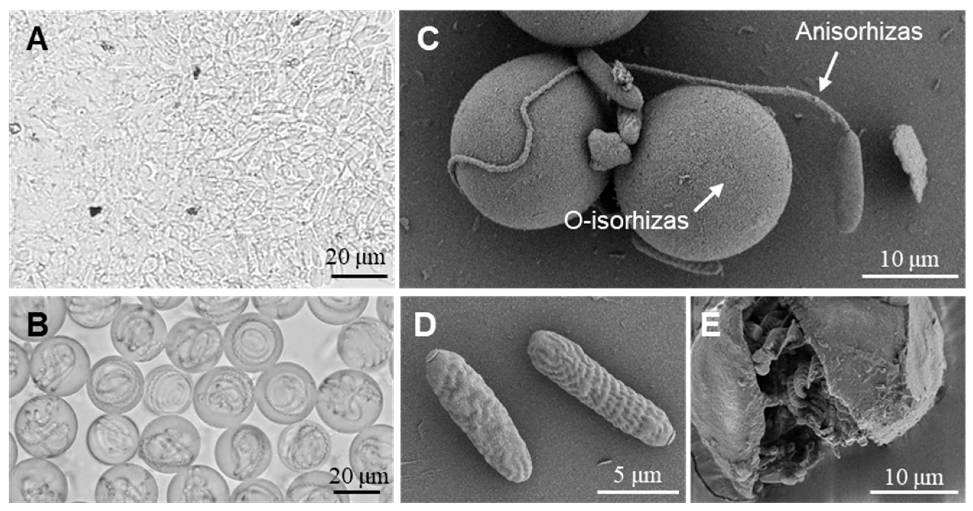 Marinedrugs 23 00421 g002