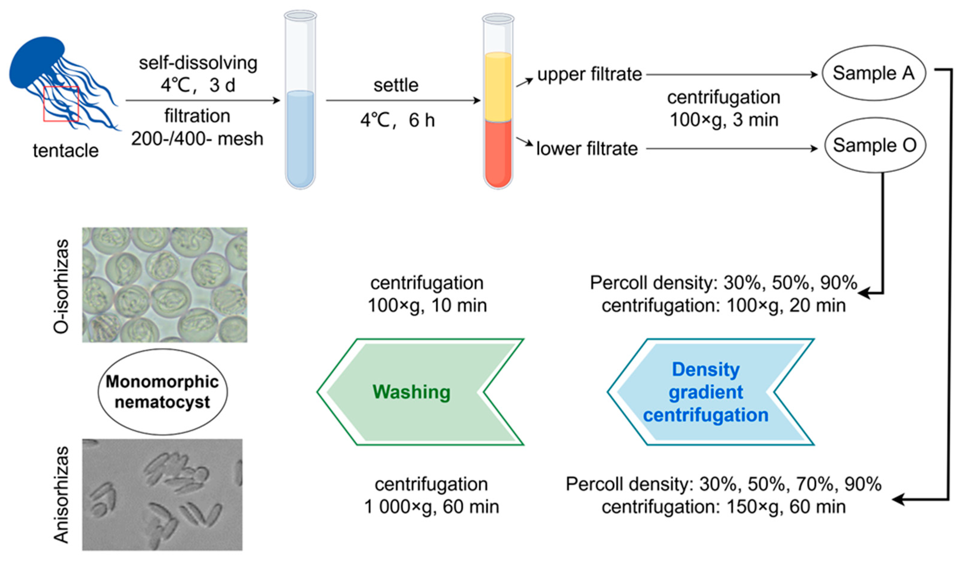 Marinedrugs 23 00421 g011