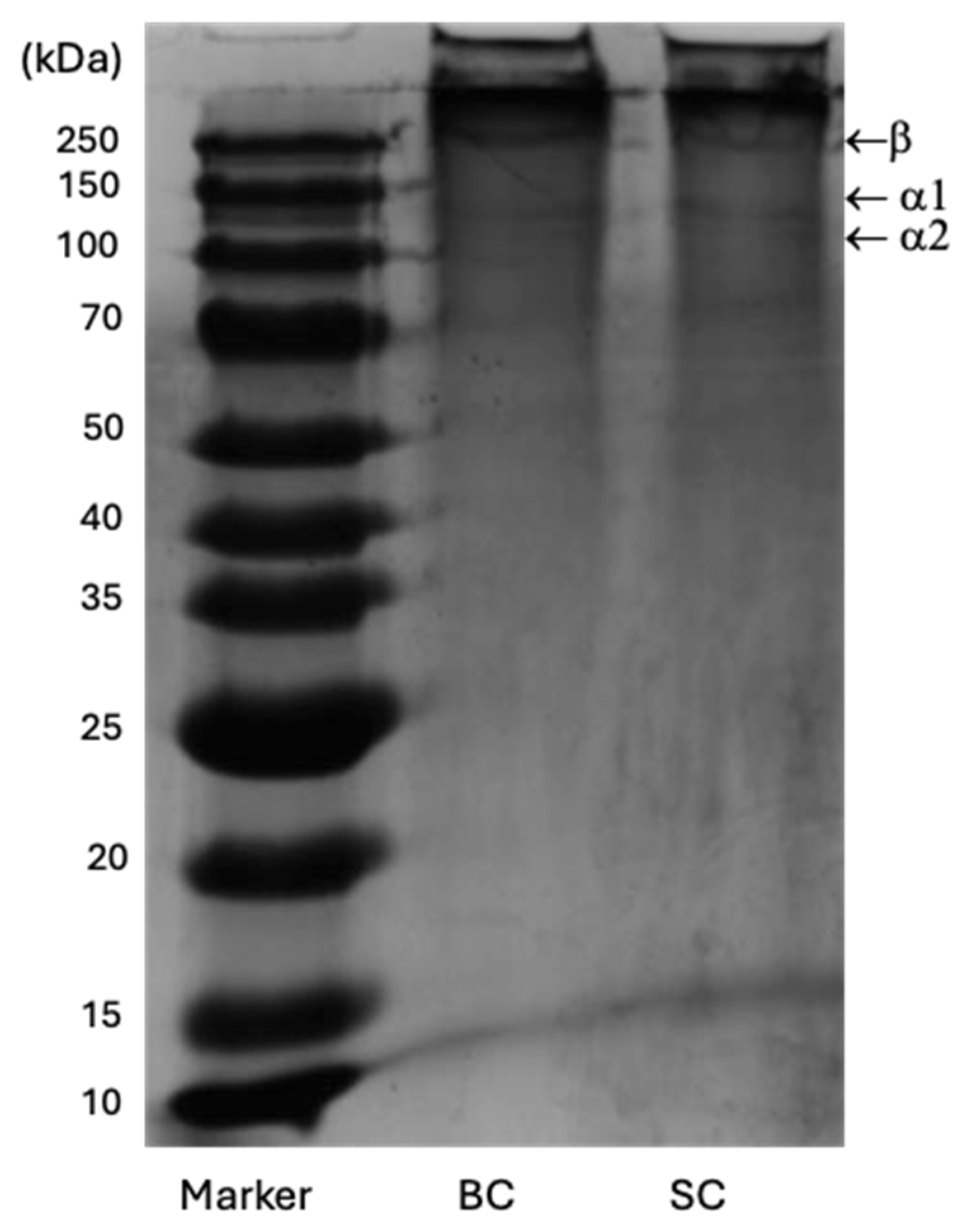 Marinedrugs 23 00432 g007 Marinedrugs 23 00432 g007