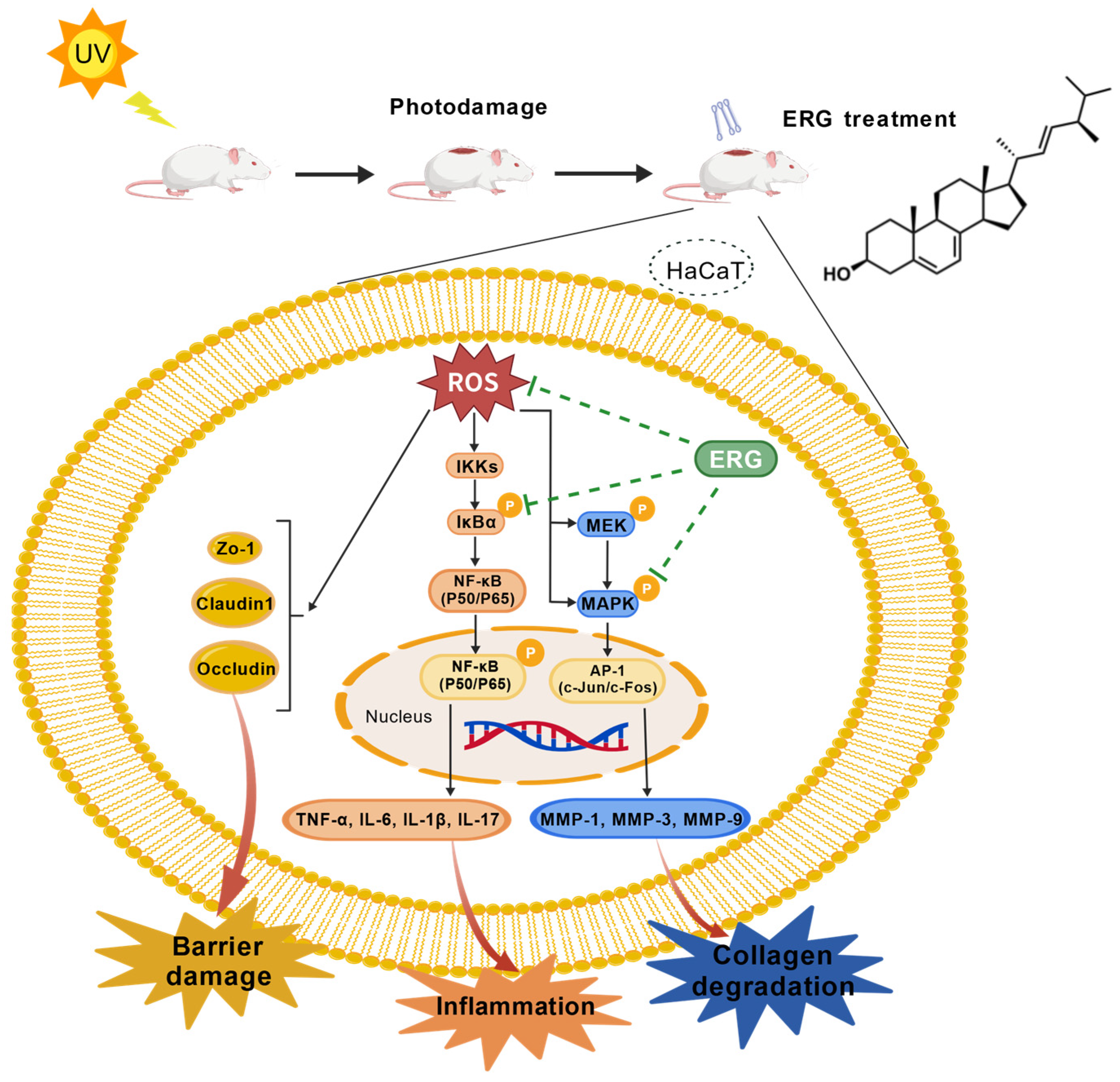 Marinedrugs 23 00445 g010 Marinedrugs 23 00445 g010