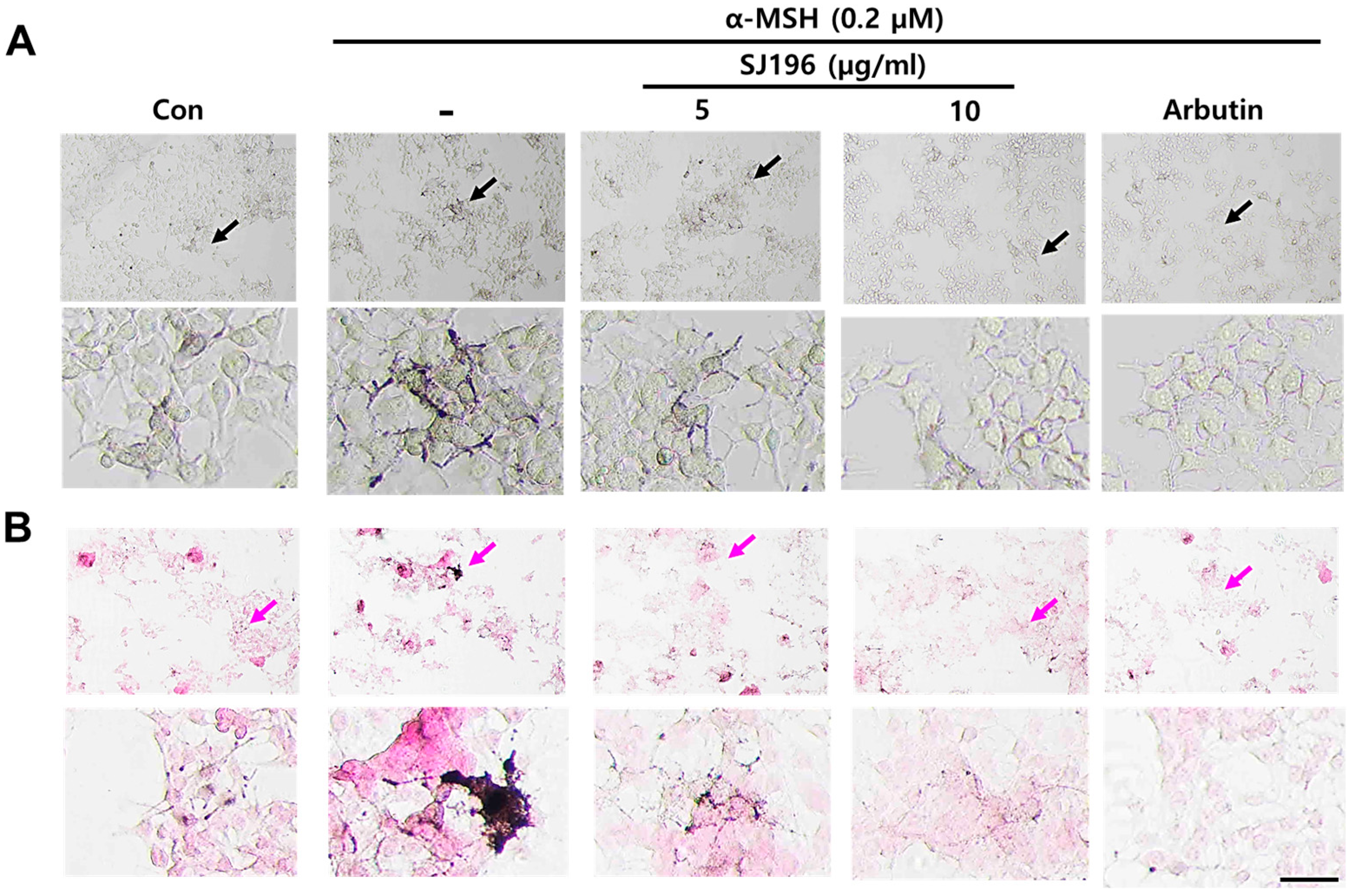 Marinedrugs 23 00448 g003
