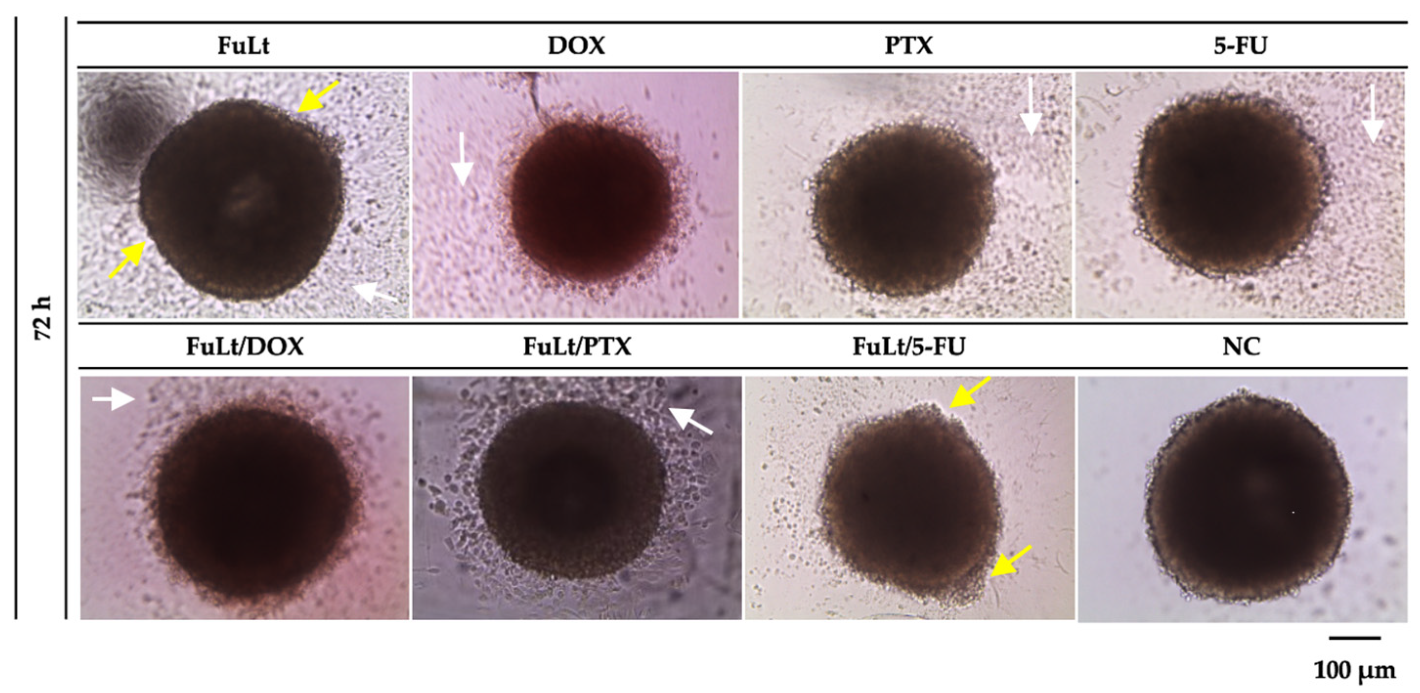 Marinedrugs 23 00451 g004