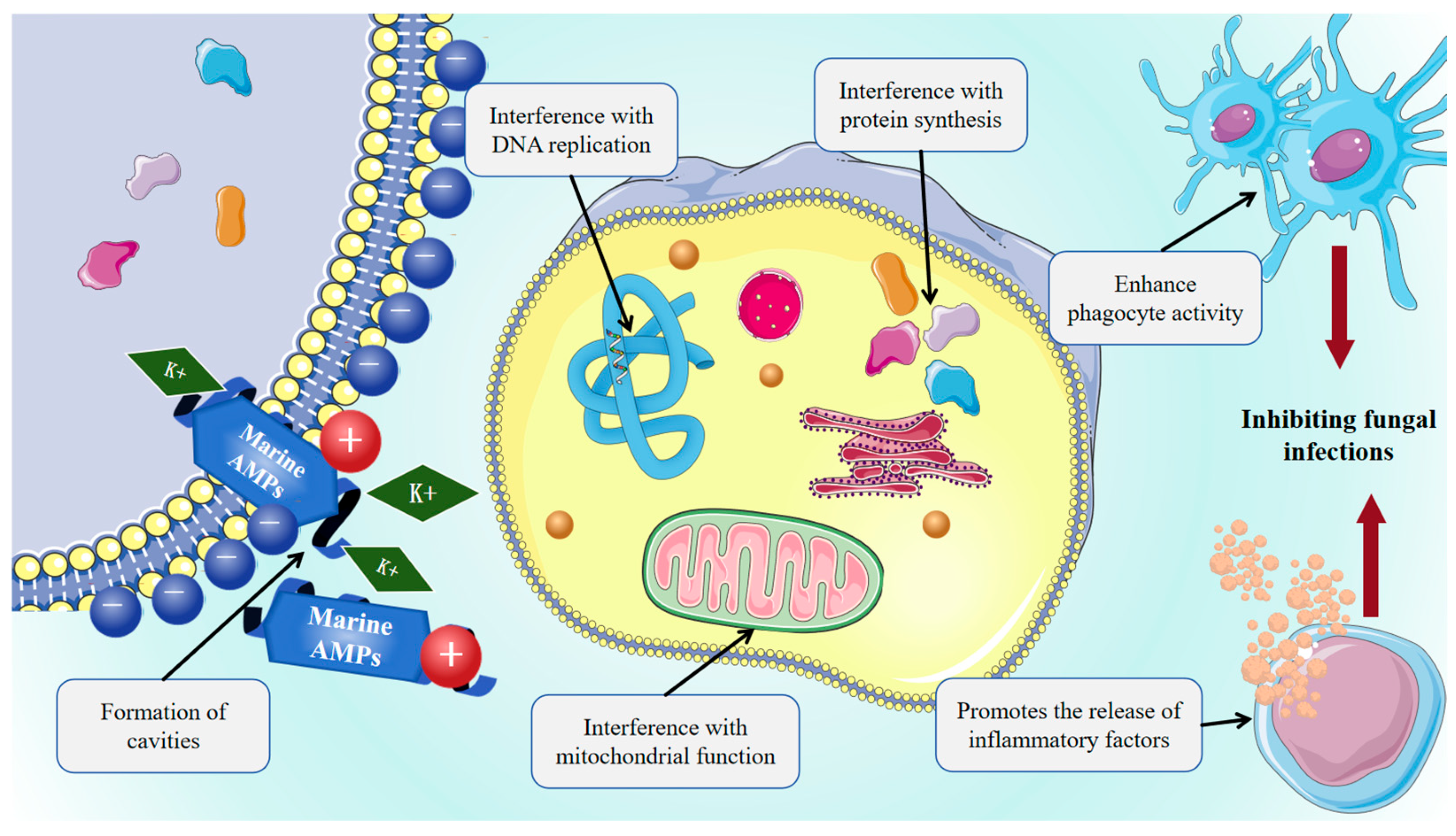 Marinedrugs 23 00463 g003