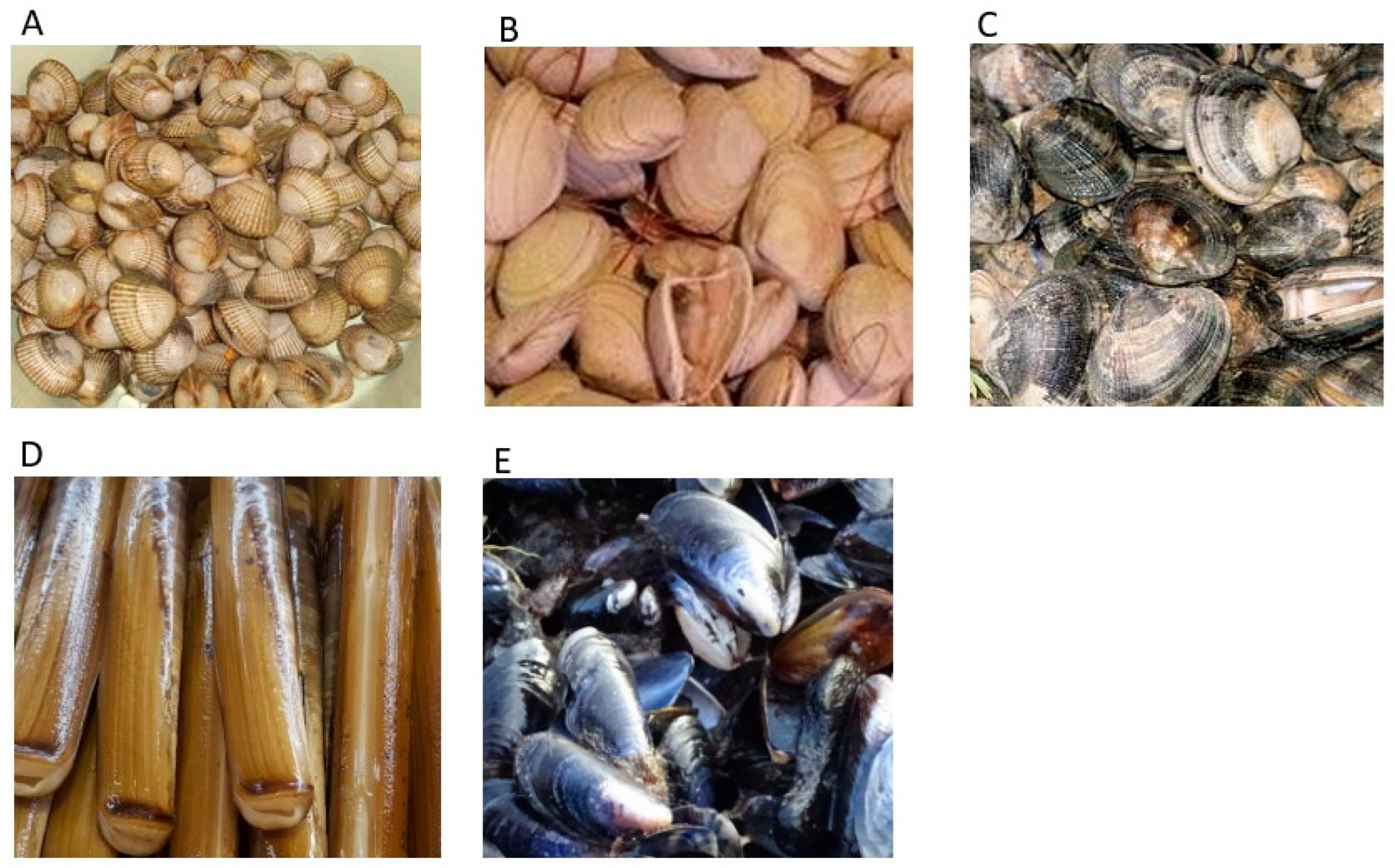 Marinedrugs 23 00478 g011