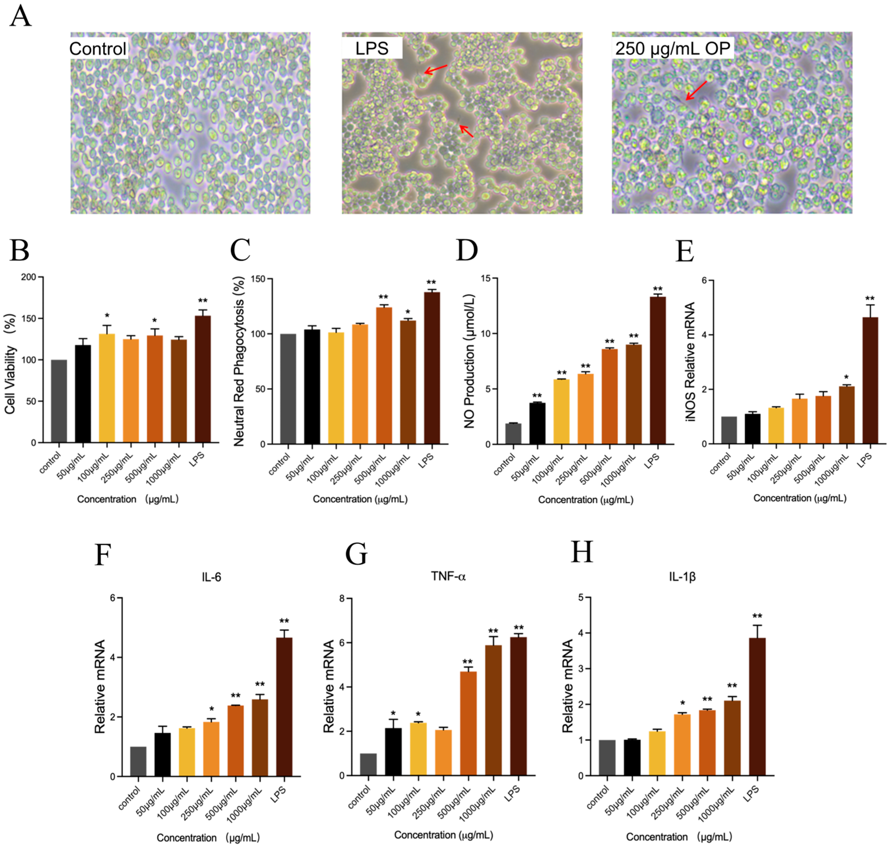 Marinedrugs 23 00484 g004 Marinedrugs 23 00484 g004