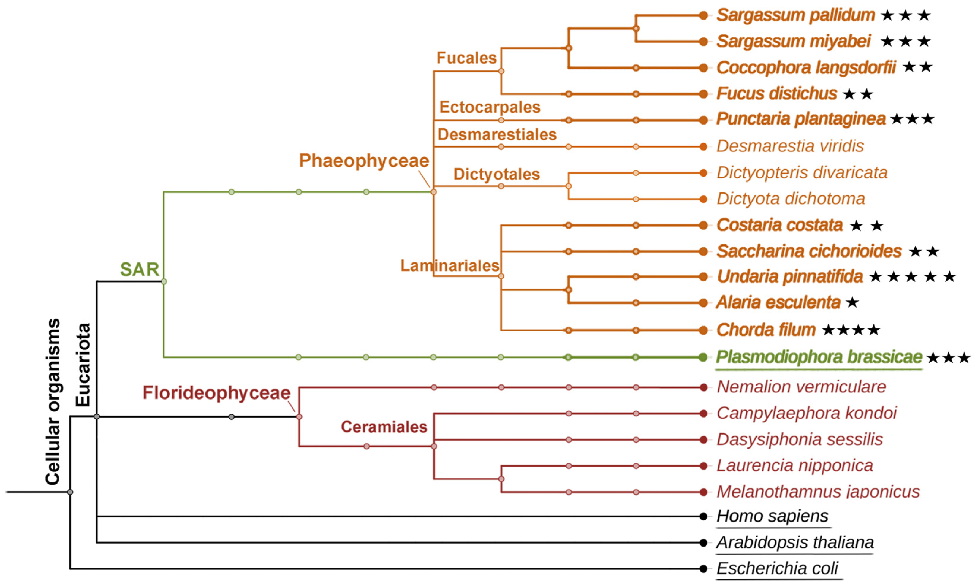 Marinedrugs 24 00008 g006