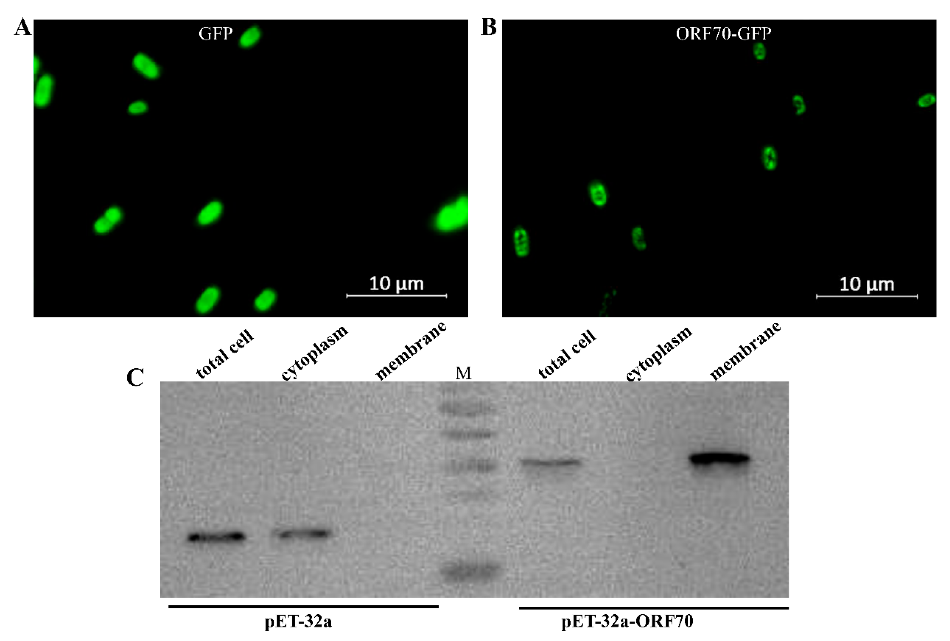 Marinedrugs 24 00014 g002