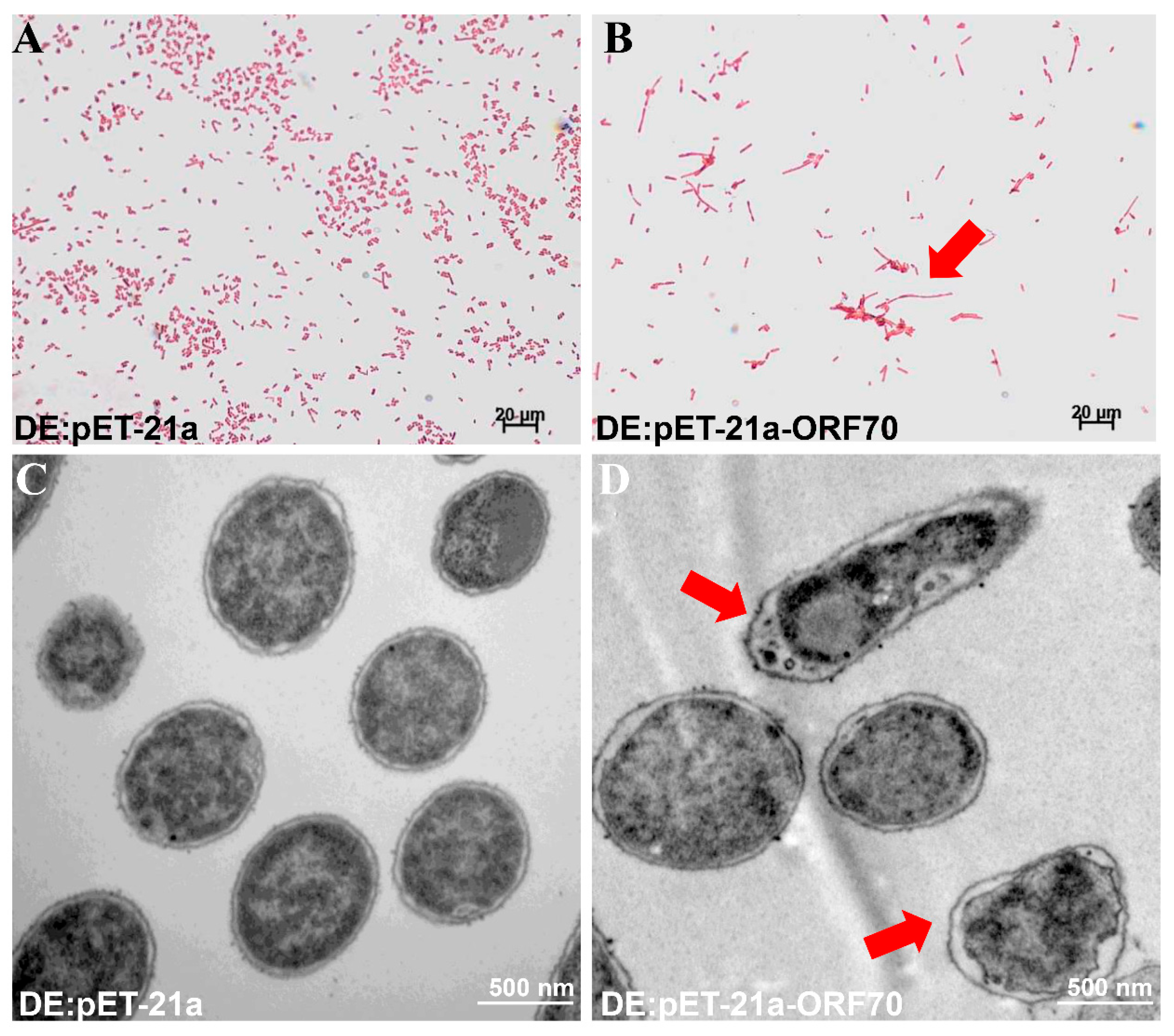 Marinedrugs 24 00014 g005