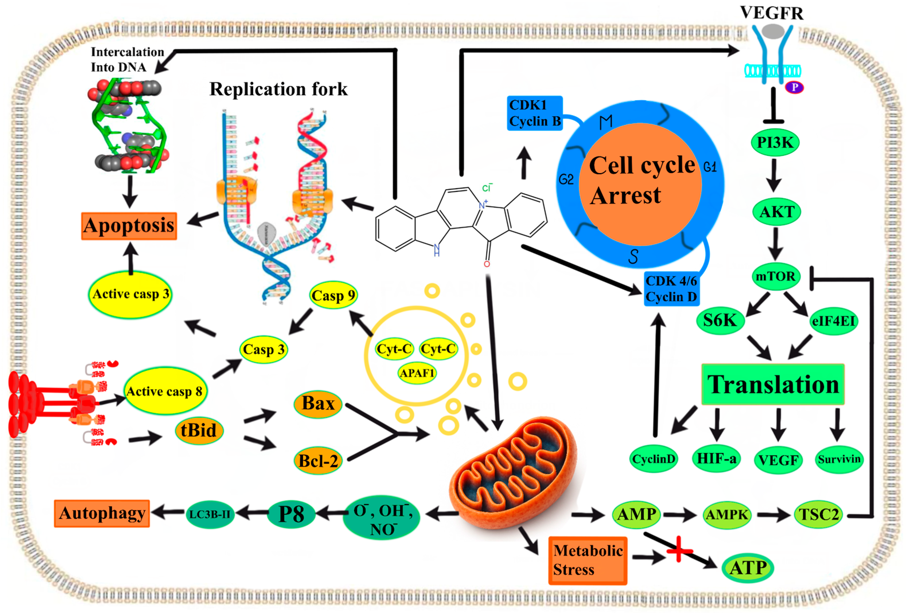 Marinedrugs 24 00018 g007