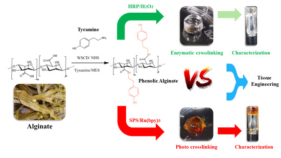 UV-absorbance of alginate and Alg-Ph.