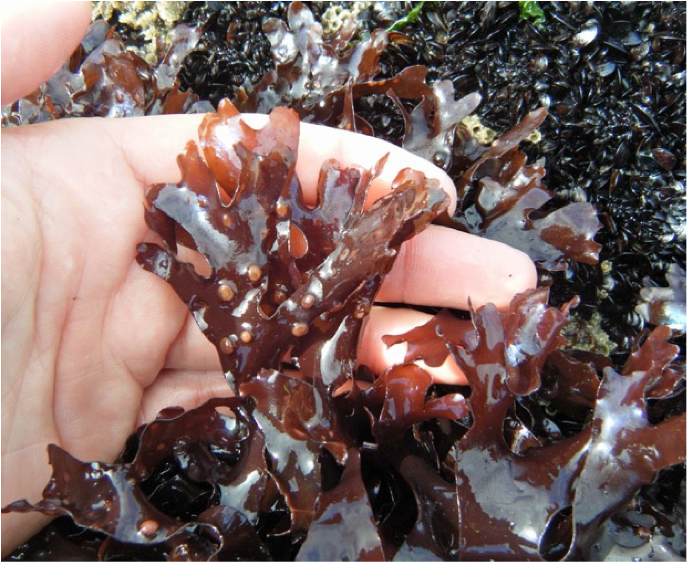 Marinedrugs 24 00031 g002