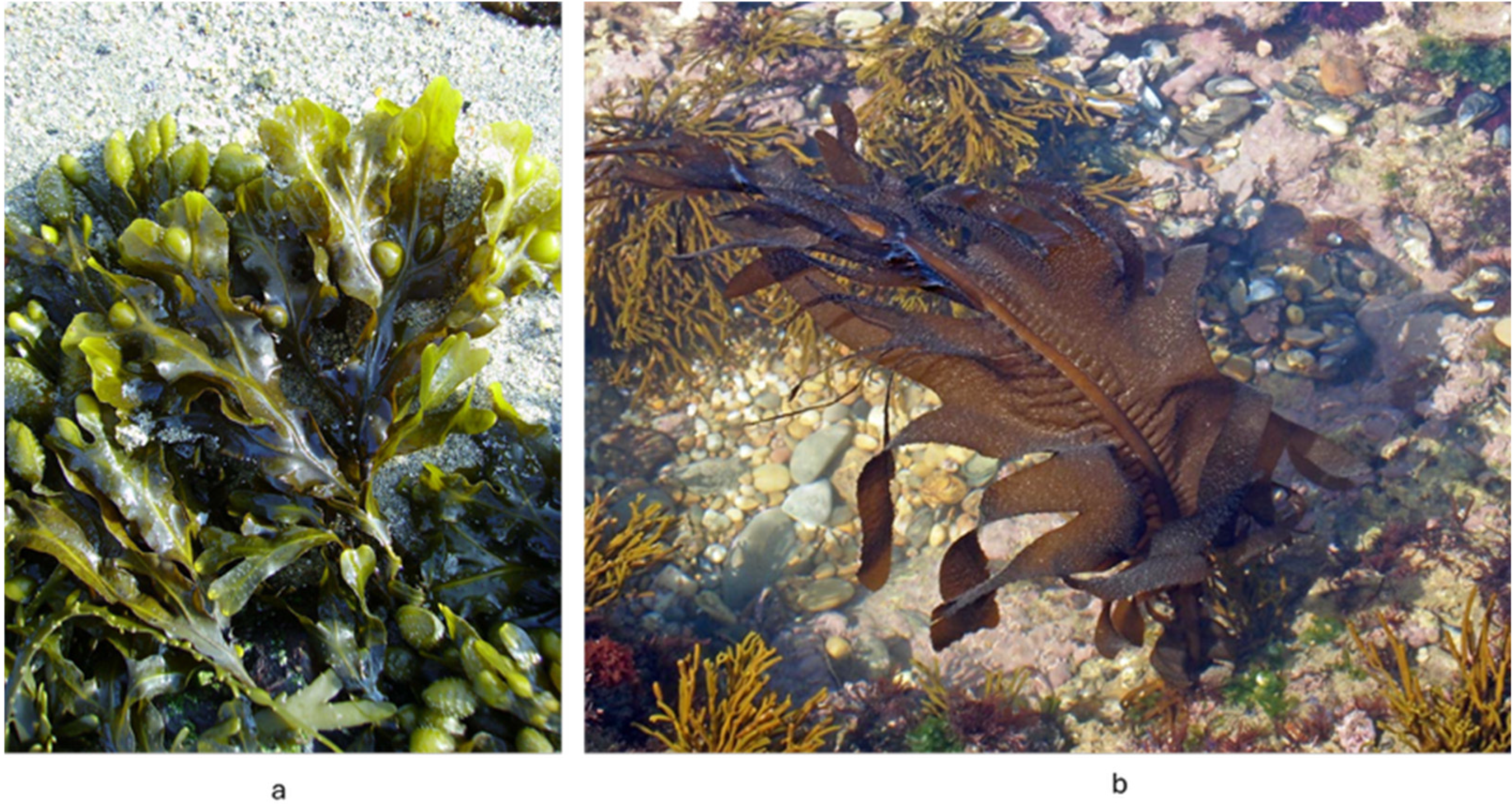 Marinedrugs 24 00031 g003