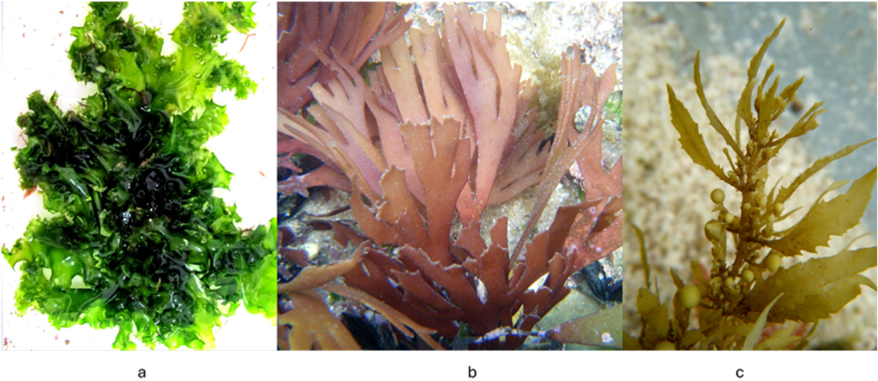 Marinedrugs 24 00031 g004