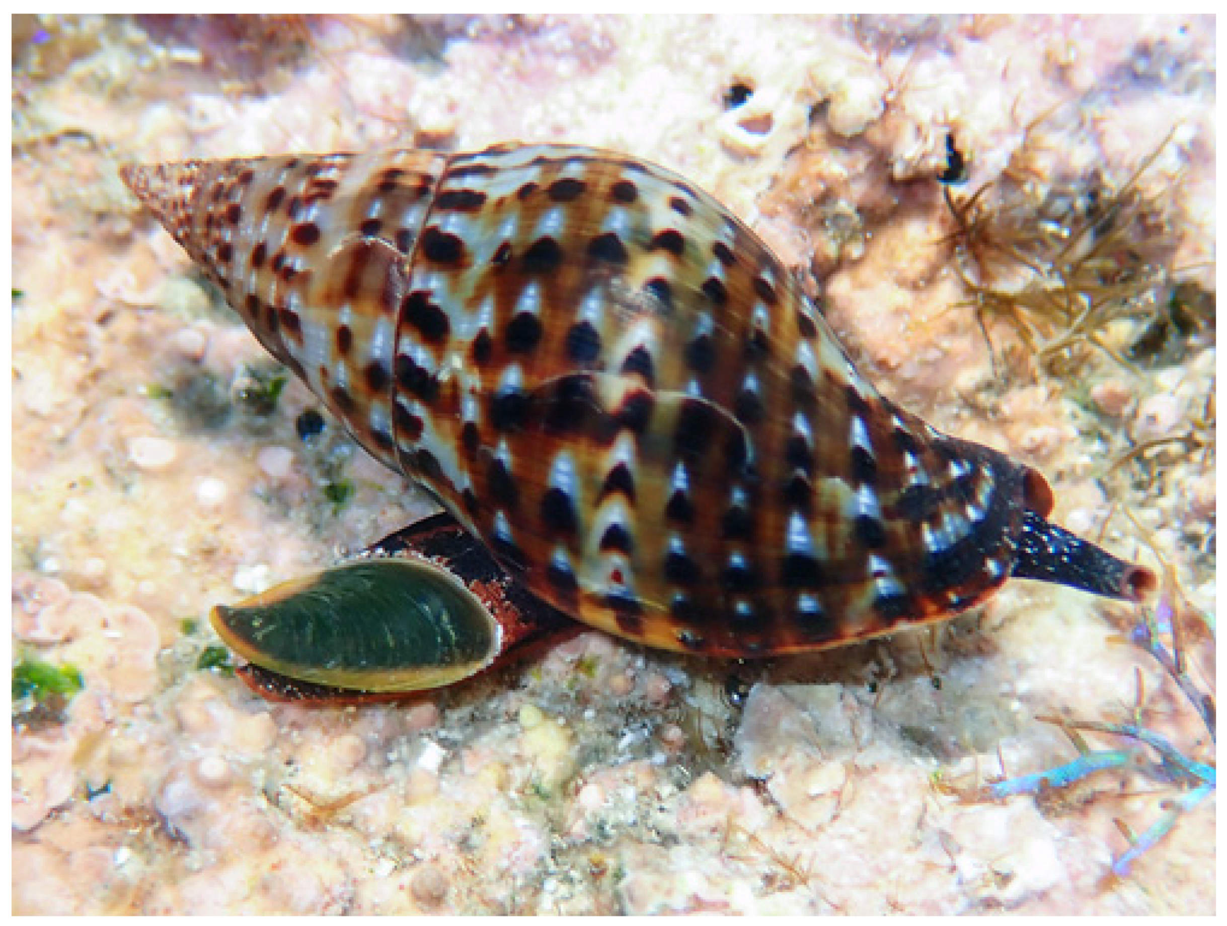 Marinedrugs 24 00032 g001