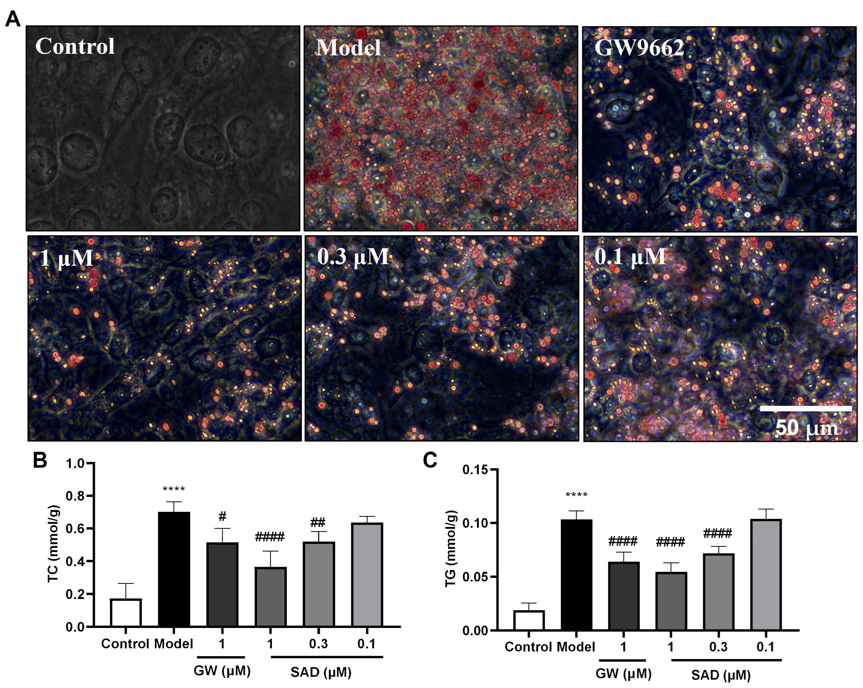 Marinedrugs 24 00047 g004 Marinedrugs 24 00047 g004