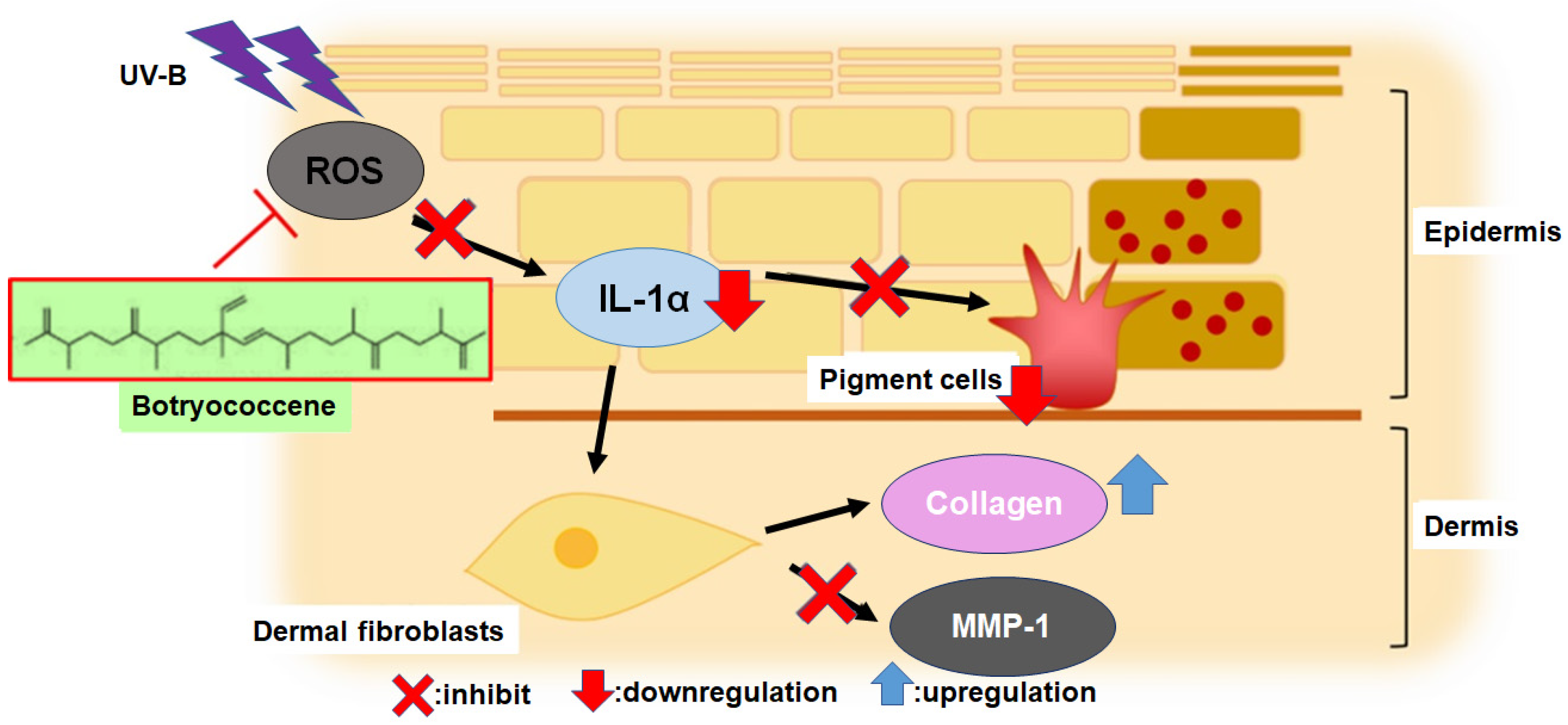 Marinedrugs 24 00057 g009 Marinedrugs 24 00057 g009