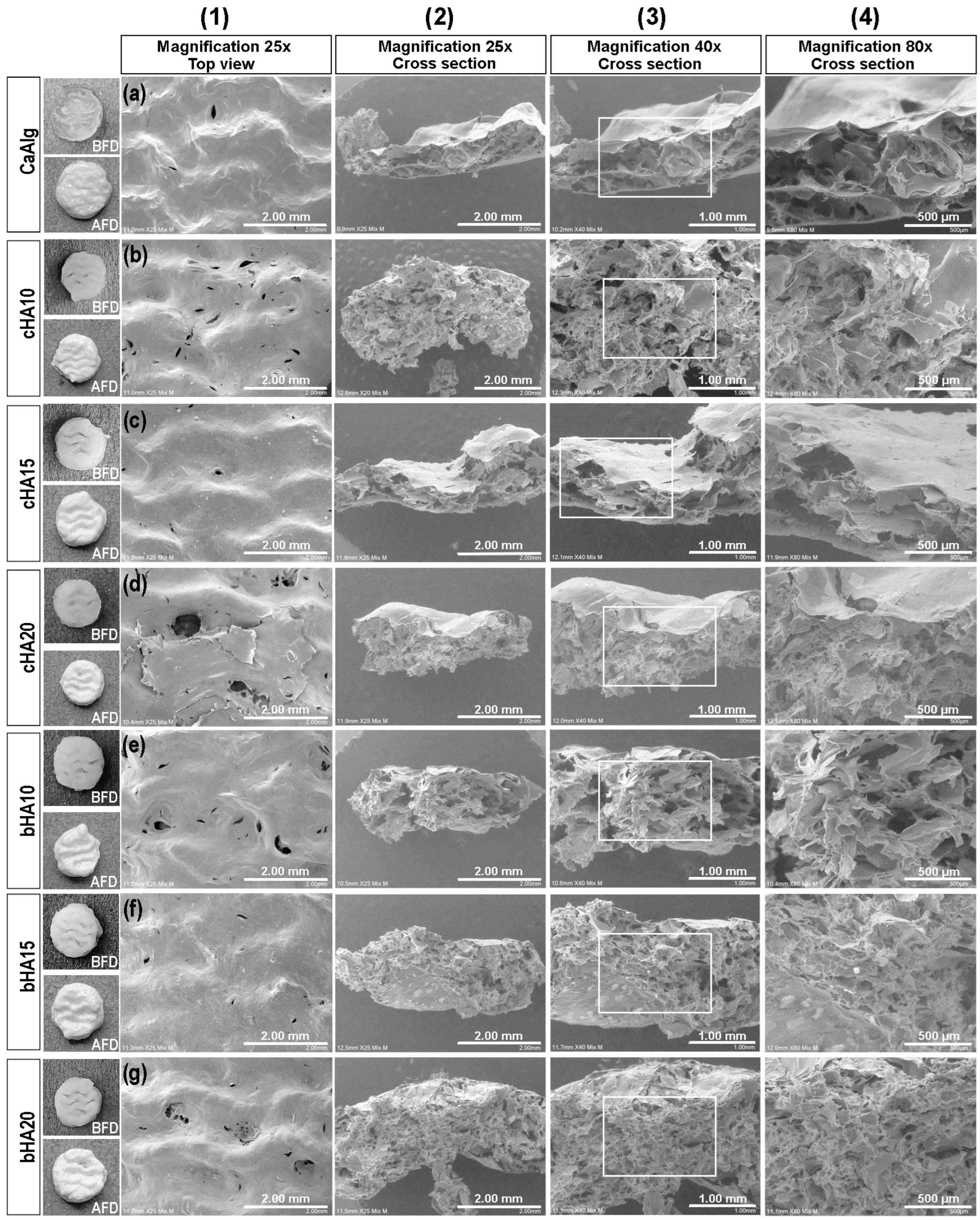 Marinedrugs 24 00260 g004 Marinedrugs 24 00260 g004